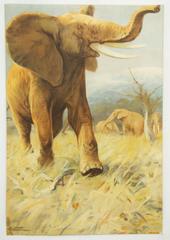 Antique German School, Teaching Chart, Poster "Elephants"