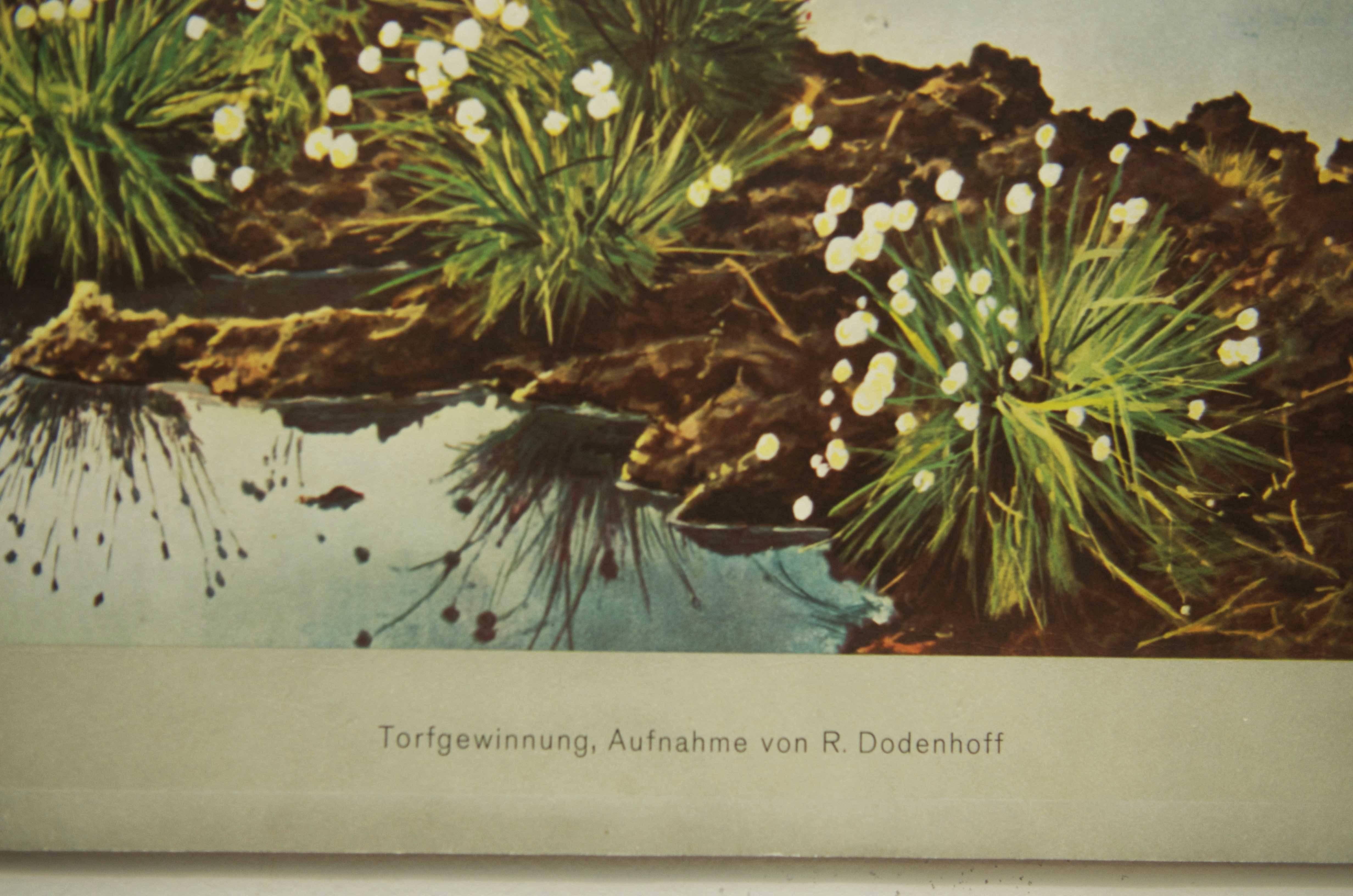 Mid-20th Century Vintage German School Chart, Poster 