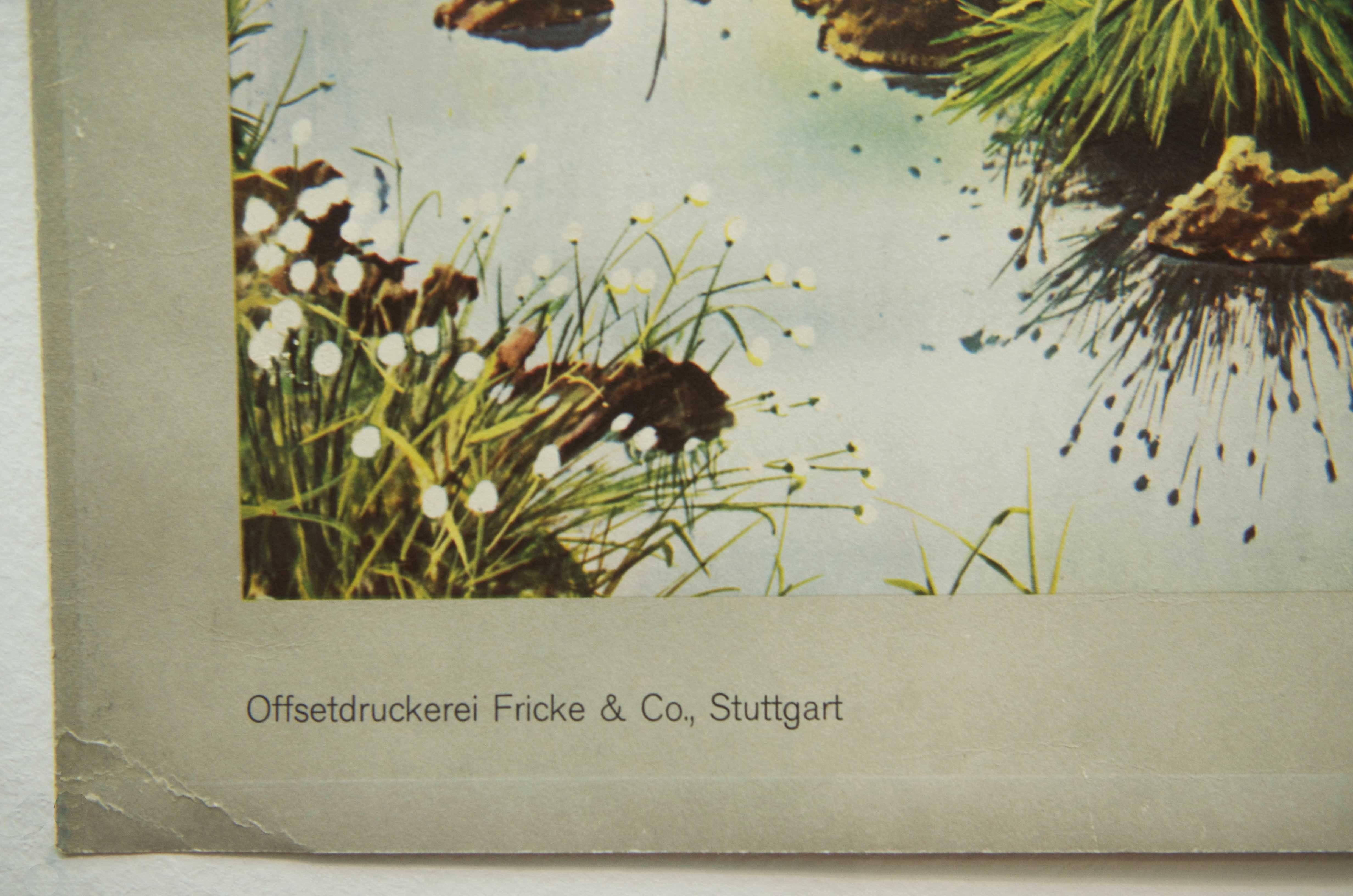 Deutsche Schultafel im Vintage-Stil, Poster „Fledermaus Extraction“ (Papier) im Angebot