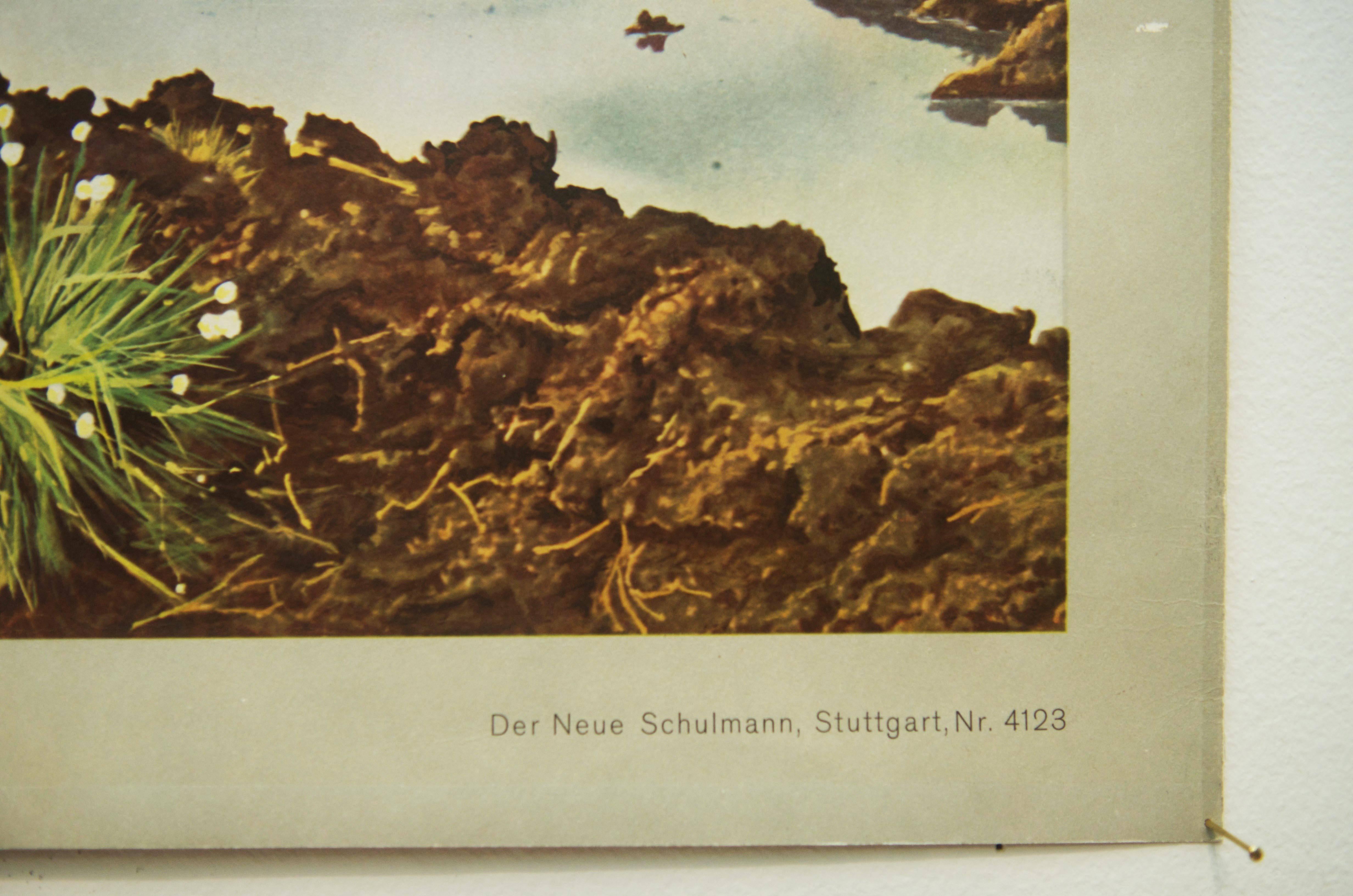 Deutsche Schultafel im Vintage-Stil, Poster „Fledermaus Extraction“ im Angebot 1
