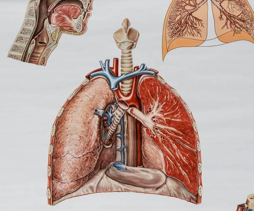 Vintage School Teaching Chart "Circulatory and Respiratory System" For