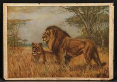 Antique German School, Teaching Chart, Poster "Lions and Gorillas"