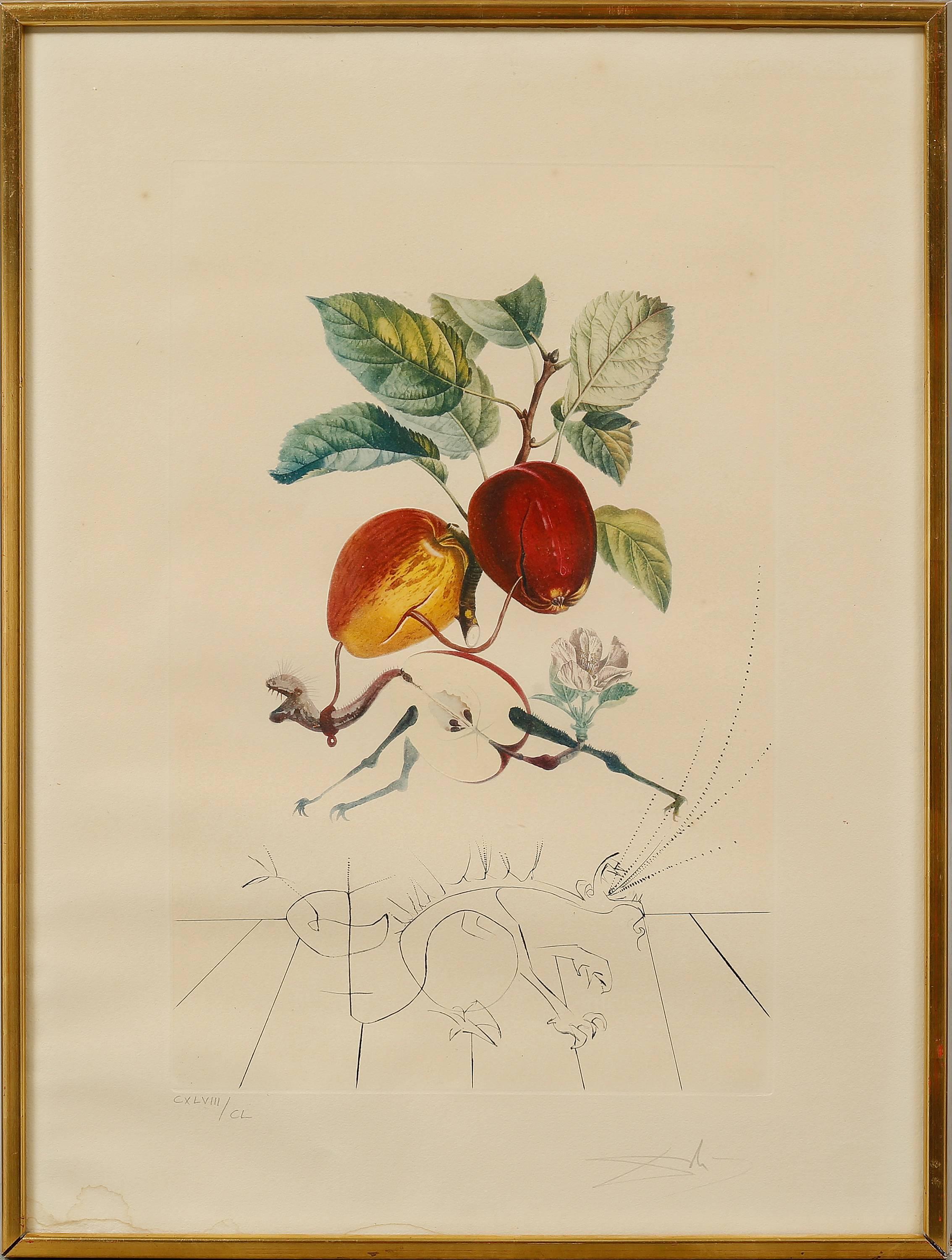 From the set titled FlorDali / Les Fruits done in 1968. Photolith plus engraving and embossing. 
Auvergne watermarked Paper. Hand-Signed by the Artist
The work is signed and numbered CXLVIII/CL.
 