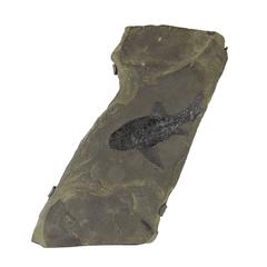 Prehistoric Fossil of a Fish on Slate Slab 2