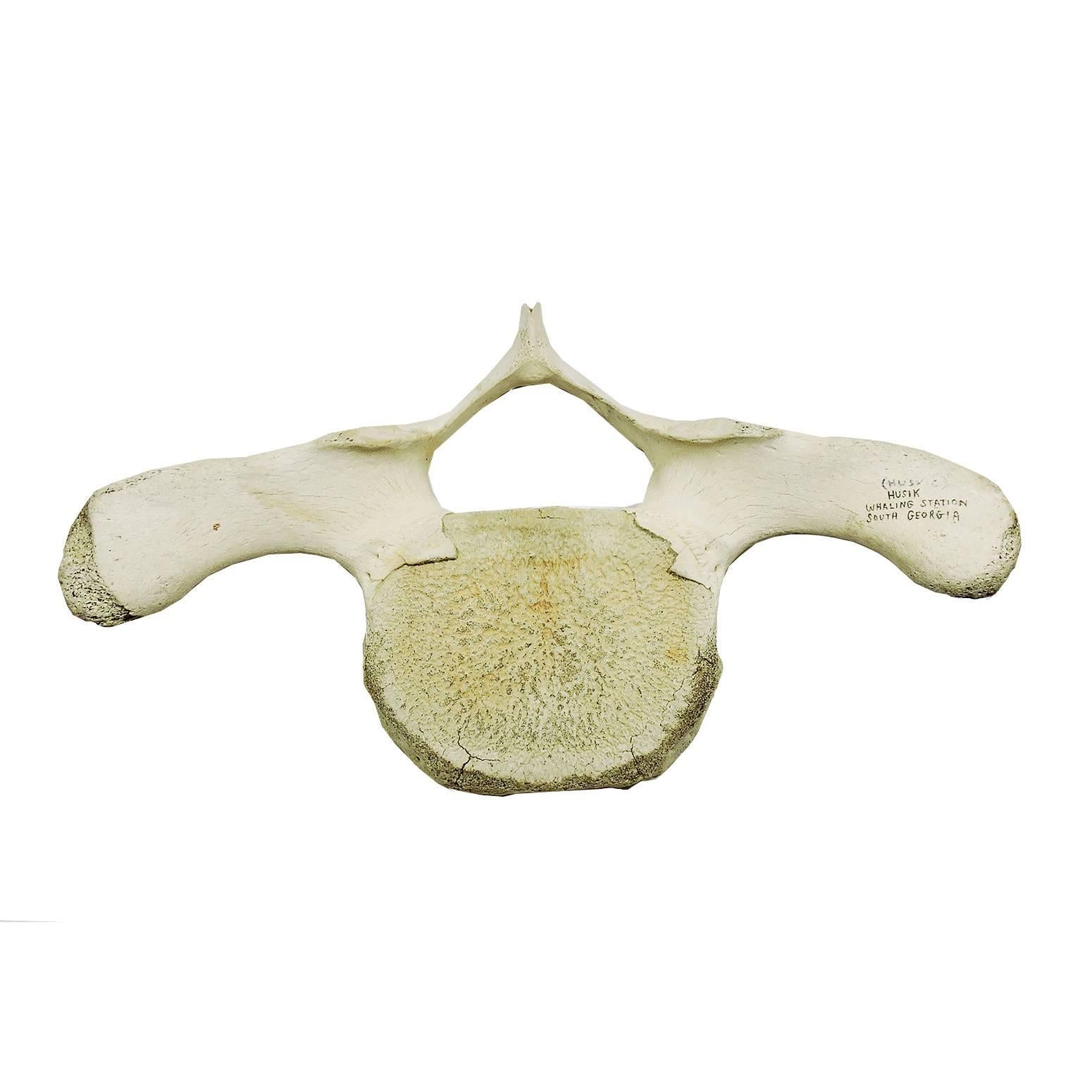 This antique whale vertebrae is signed Husvik Whaling Station, South Georgia
Dimensions: 26 x 17 x 8 inches.

Husvik was a former whaling station on the north central coast of South Georgia Island in the Southern Atlantic Ocean, near Antarctica.