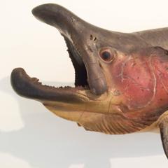 Vintage Mounted Taxidermy Salmon