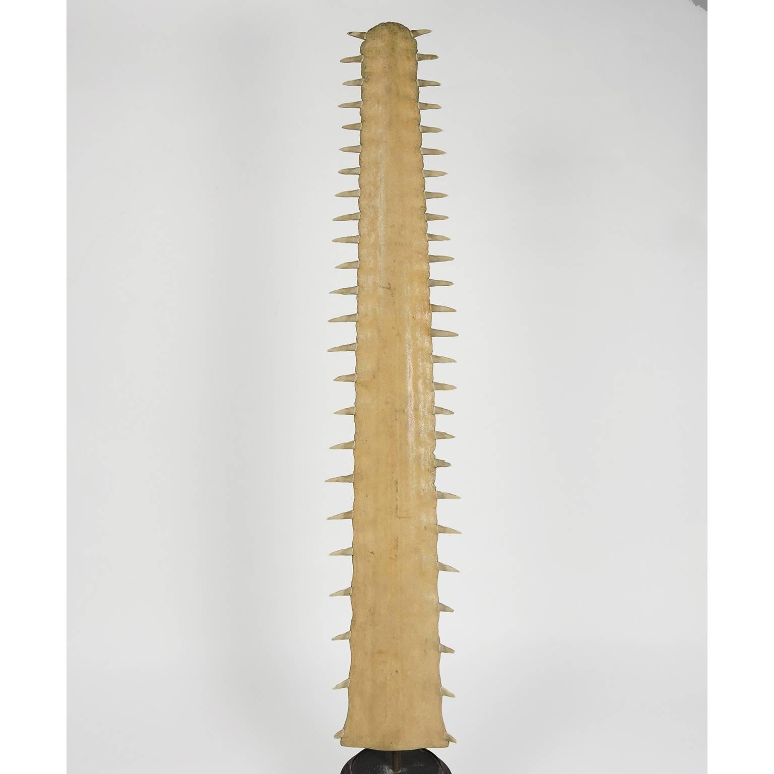 Antique mounted sawfish rostrum.
Measures: Height 31 3/8 inches, width 5 1/2 inches, with pedestal 36 inches, diameter 6 inches.