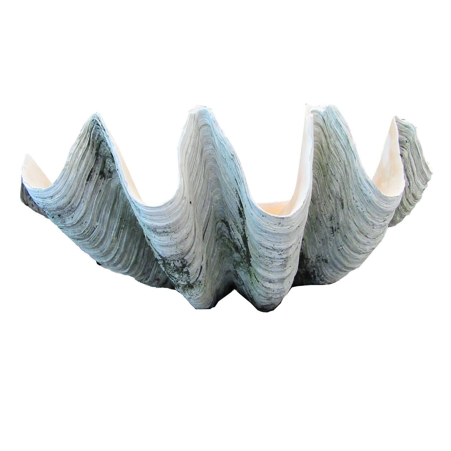 Massive clam shell.
Dimensions: 14 H x 31 W x 18 D (inches).