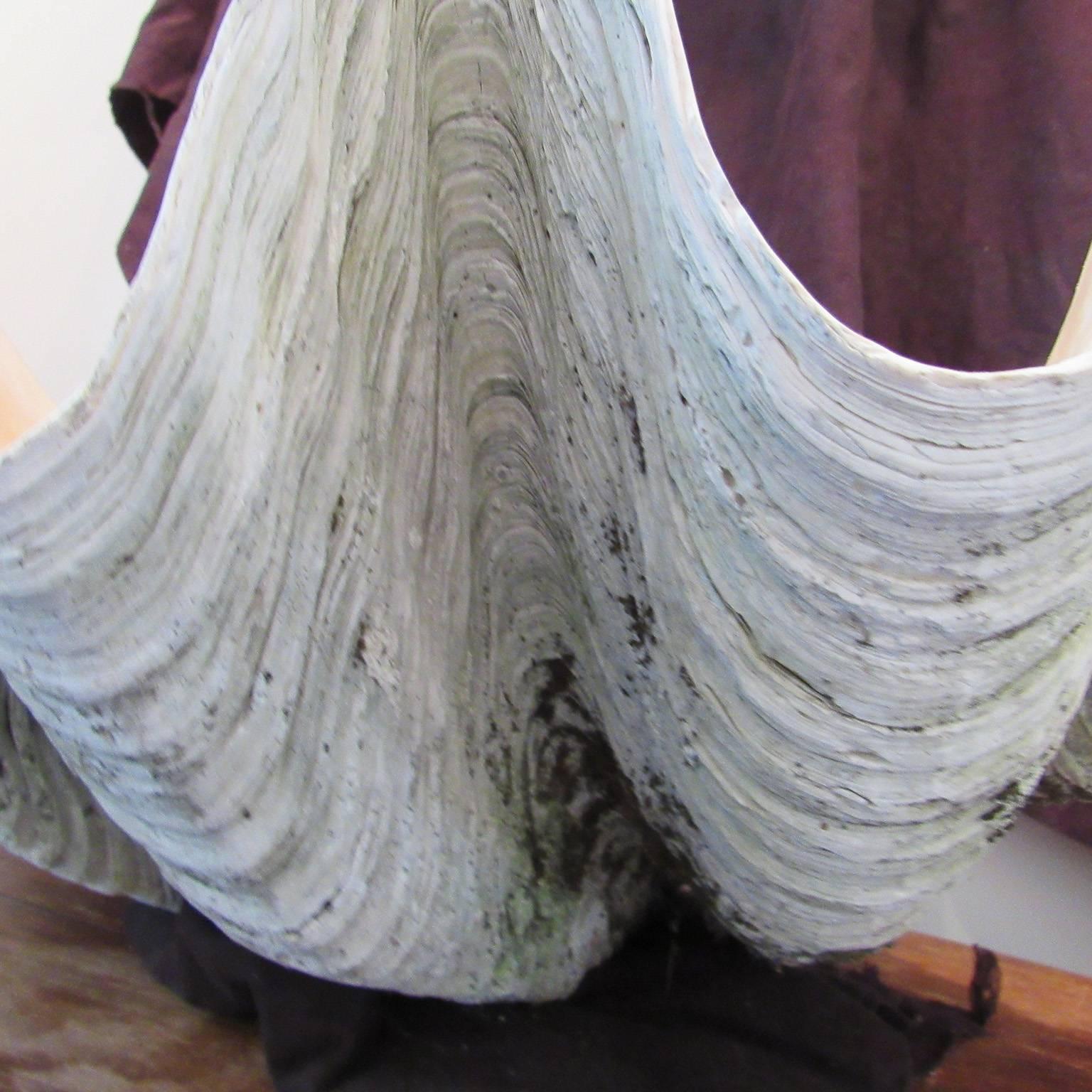 Massive Clam Shell In Good Condition In Concord, MA
