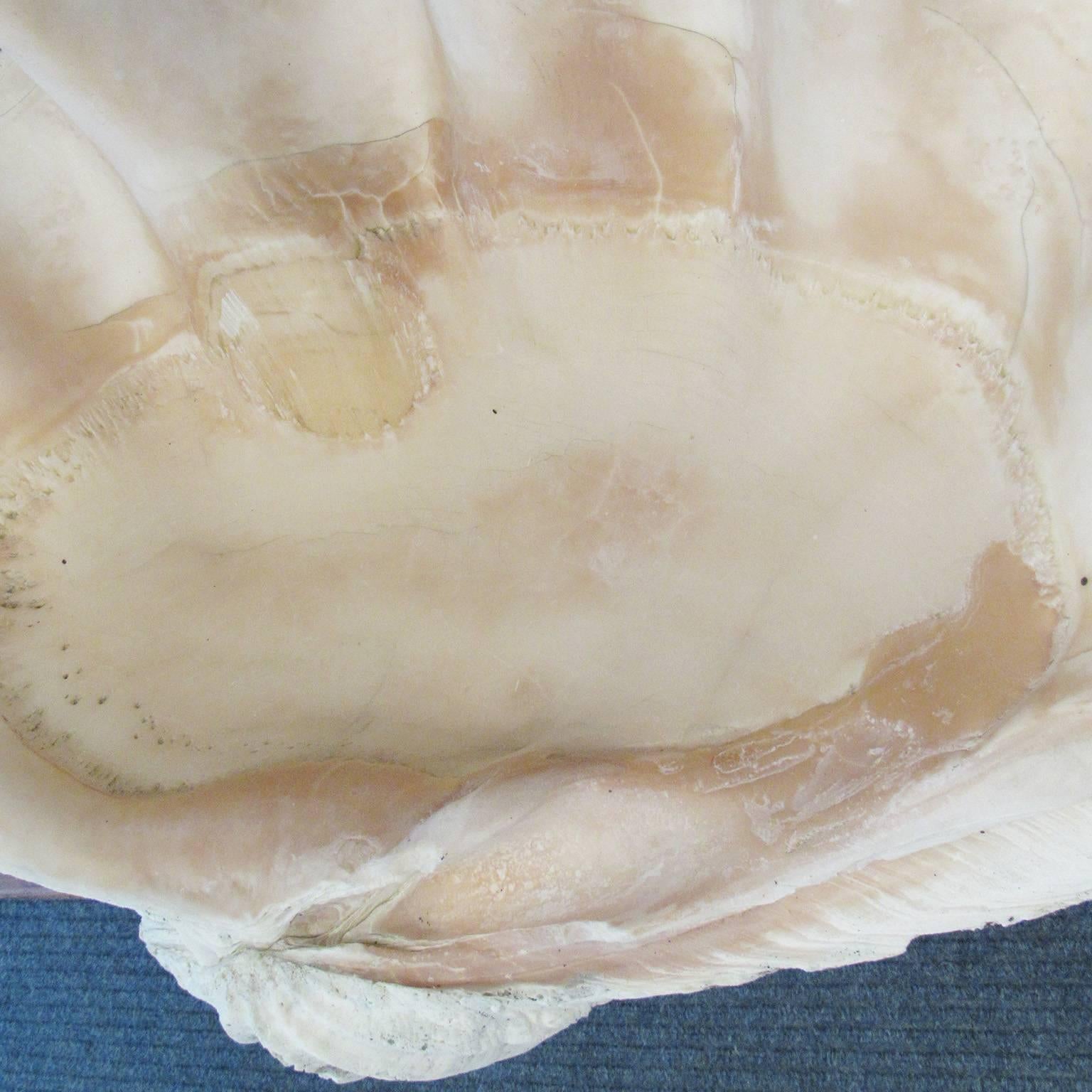 20th Century Massive Clam Shell