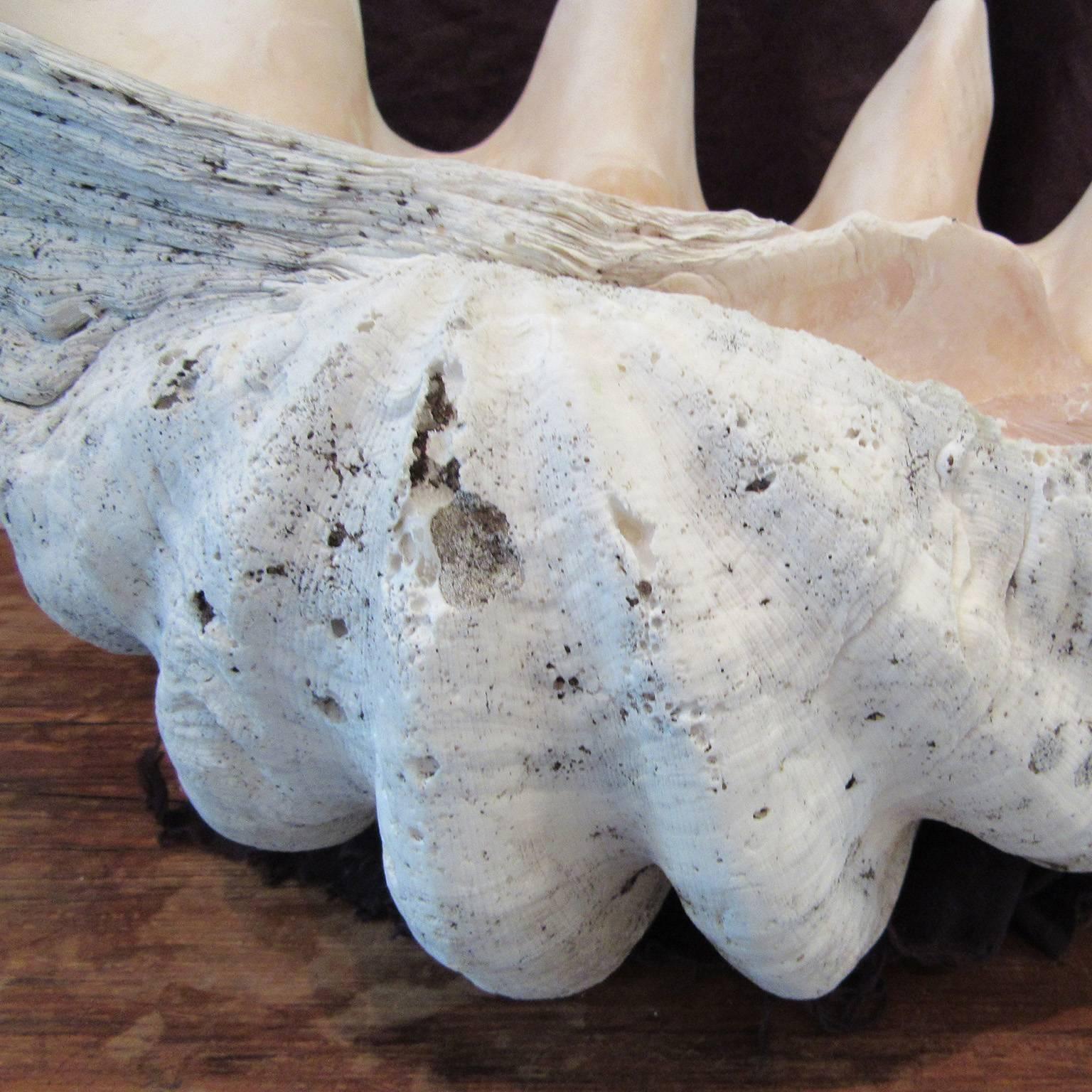 British Indian Ocean Territory Massive Clam Shell