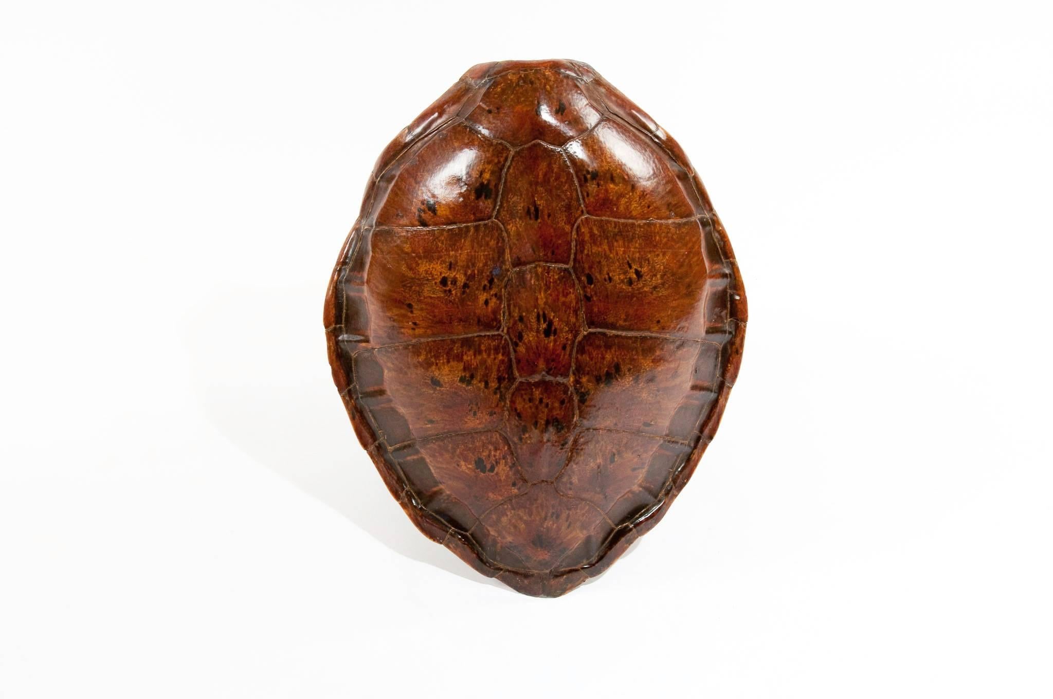 A fine quality large Victorian brown turtle shell of good colour in excellent condition. Having a well formed shell with defined scutes (segments) of very good colour being in excellent condition with a lovely glowing shine. 

Dimensions:
Width:
