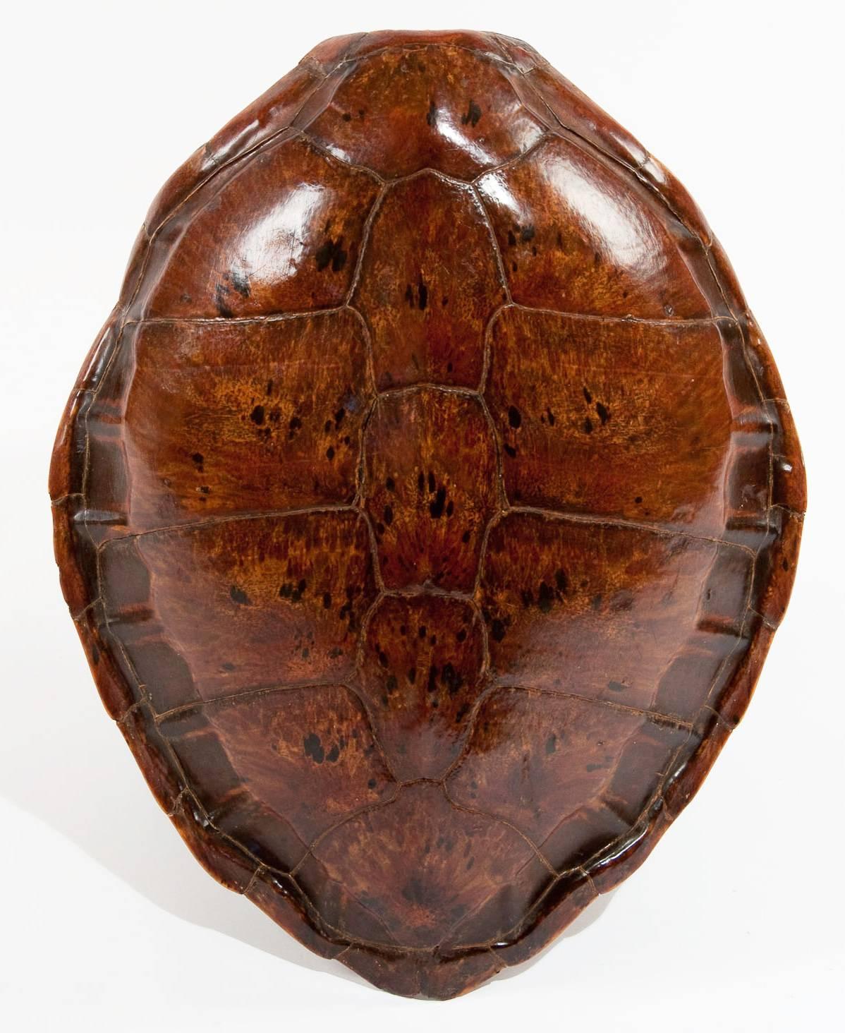European Victorian Turtle Shell