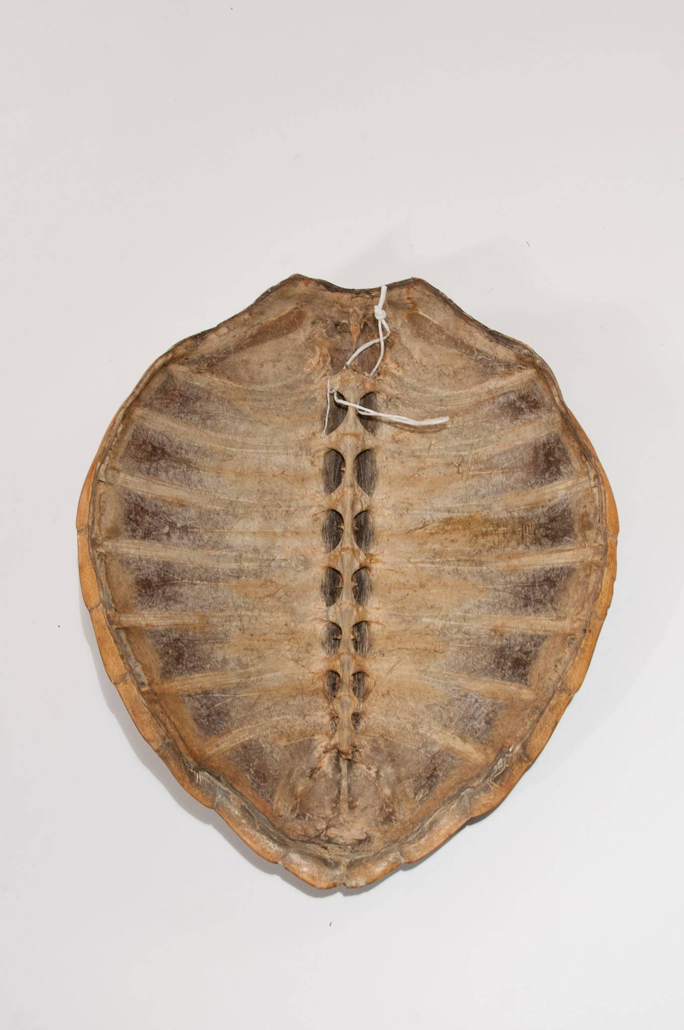 Victorian Turtle Shell In Excellent Condition In Benington, Herts