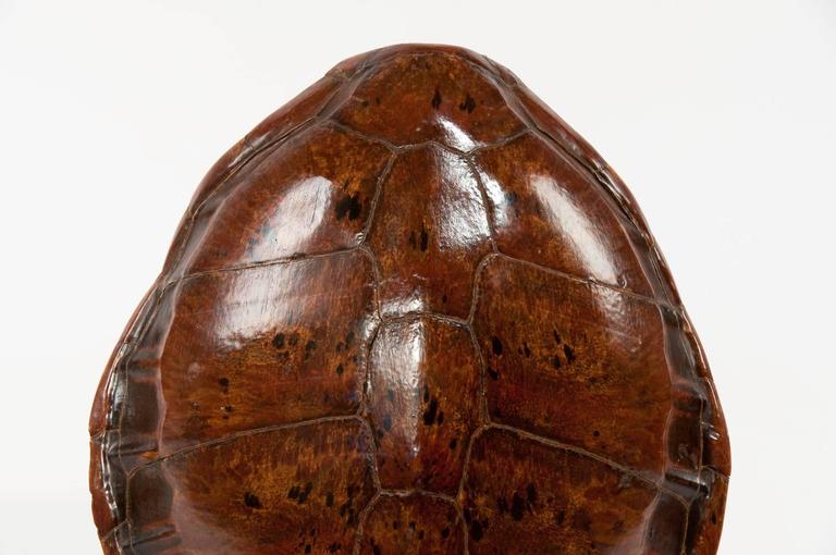 Victorian Turtle Shell at 1stDibs