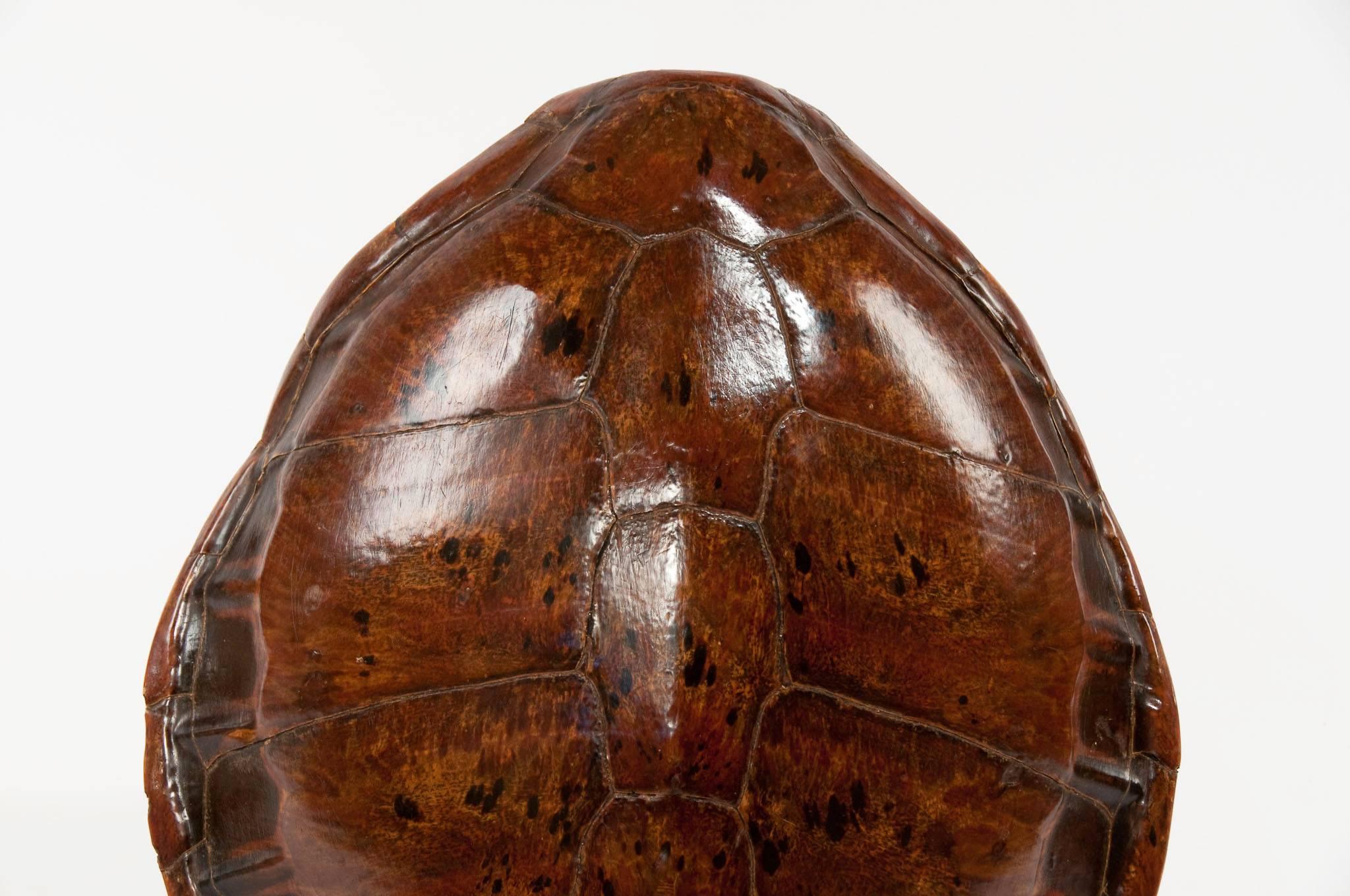 19th Century Victorian Turtle Shell