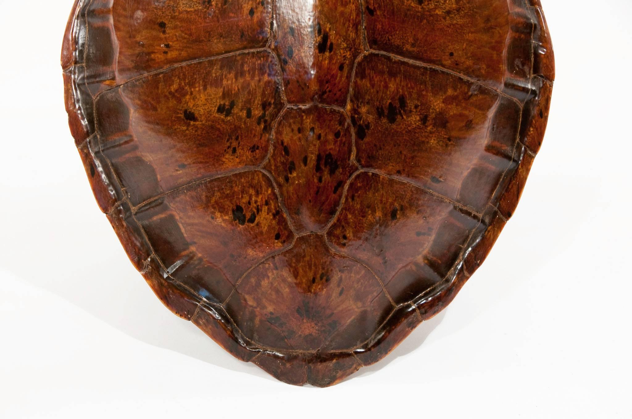 Tortoise Shell Victorian Turtle Shell