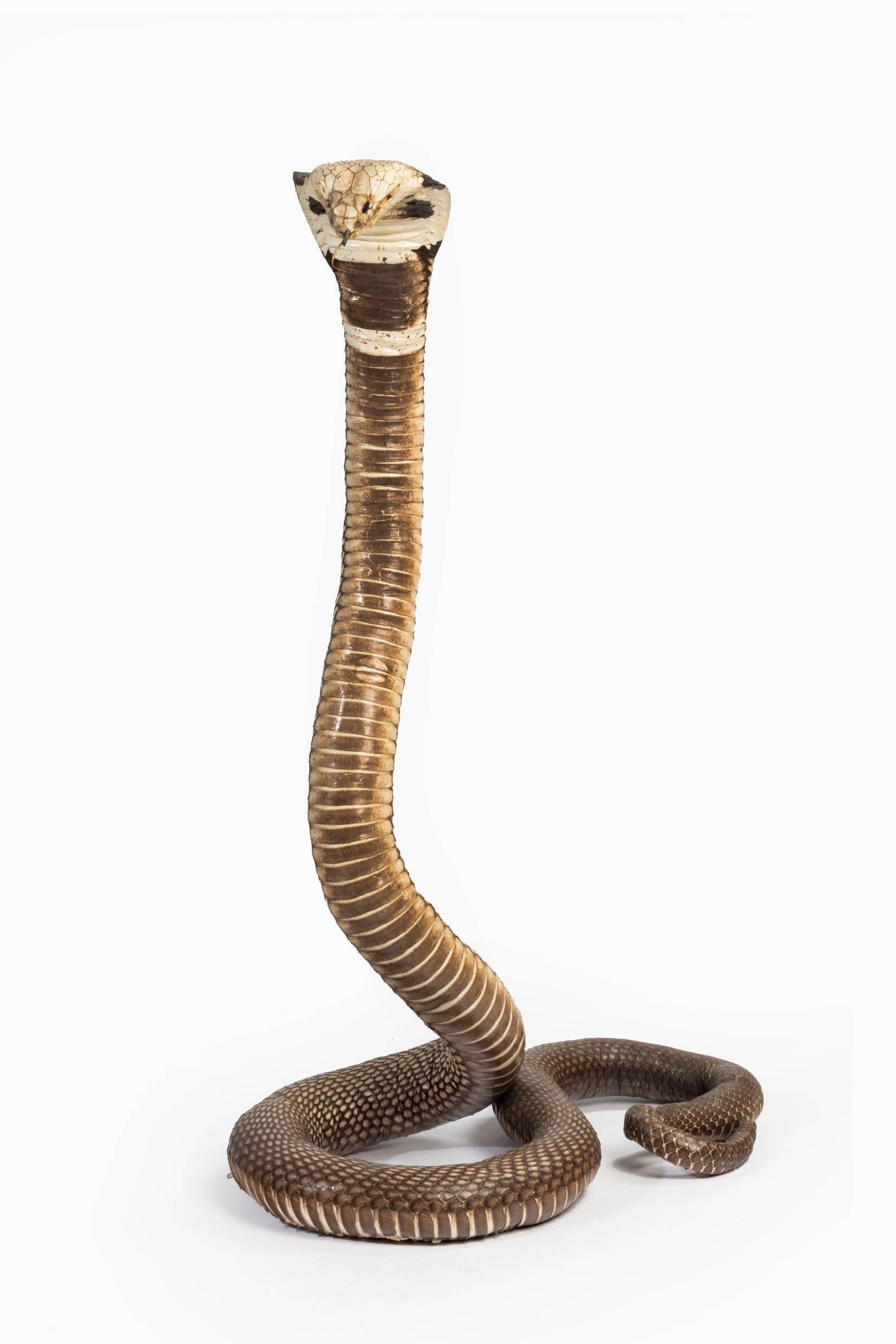 A very well posed and mounted Monocled Cobra (Naja Kaouthia) in excellent condition dating to the late Victorian-early 20th Century period.
With hood open and in a threatening display this taxidermy Cobra looks ready to strike and is one of the