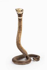 Antique Taxidermy Monocled Cobra
