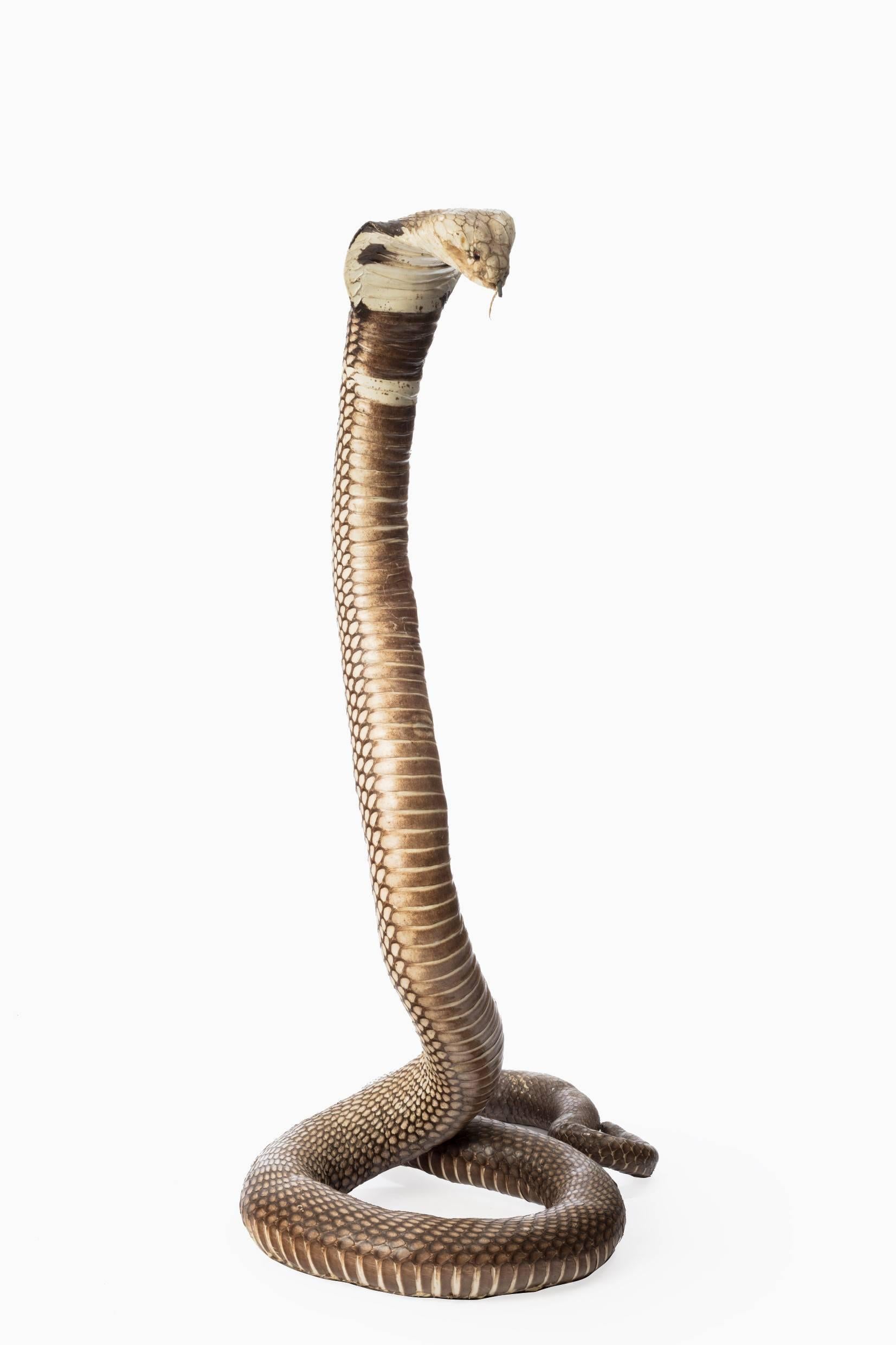 taxidermy cobra