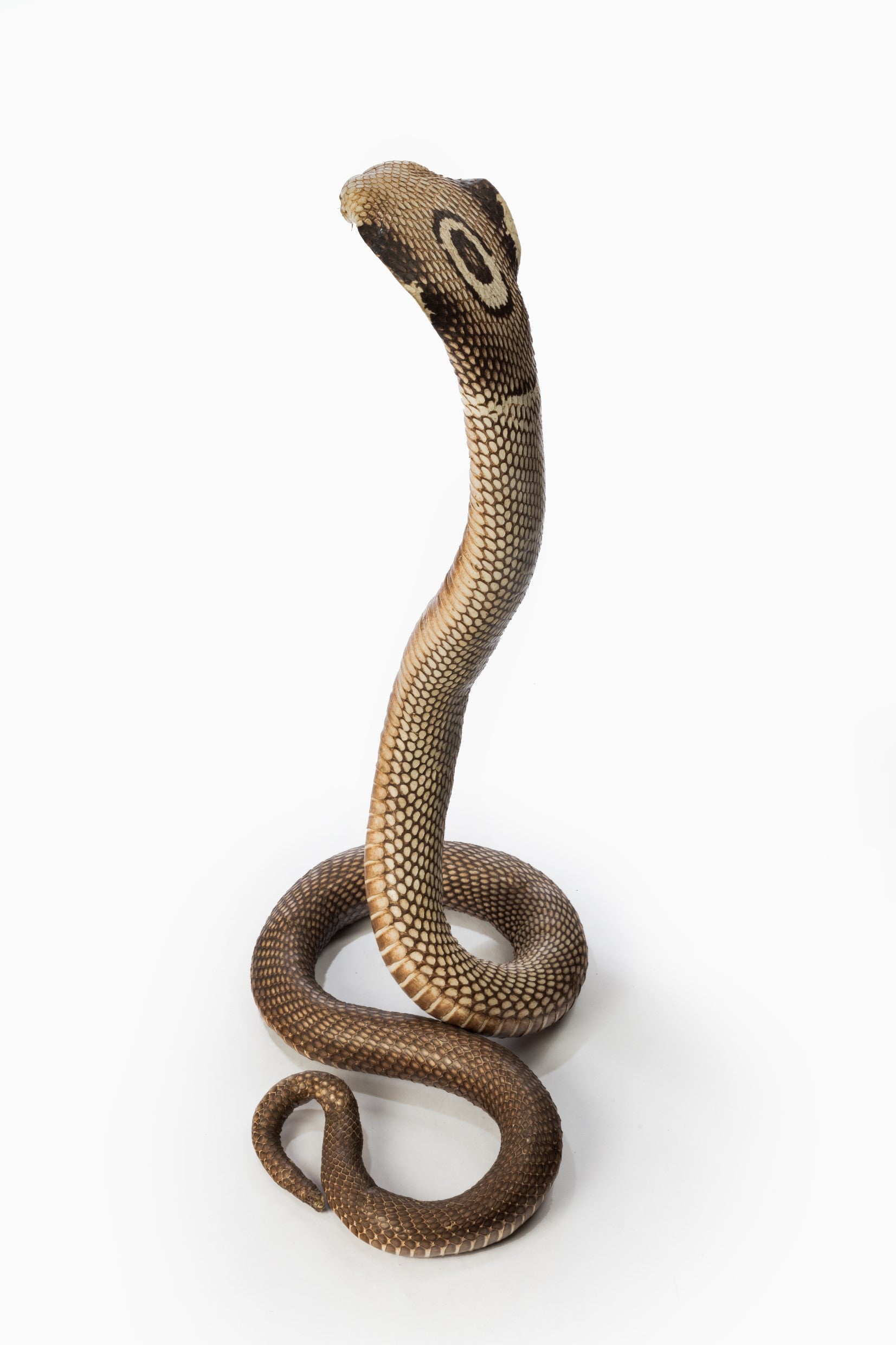 Monocled Cobra Snake Skin Leather Naja TAXIDERMY Natural Single ONE