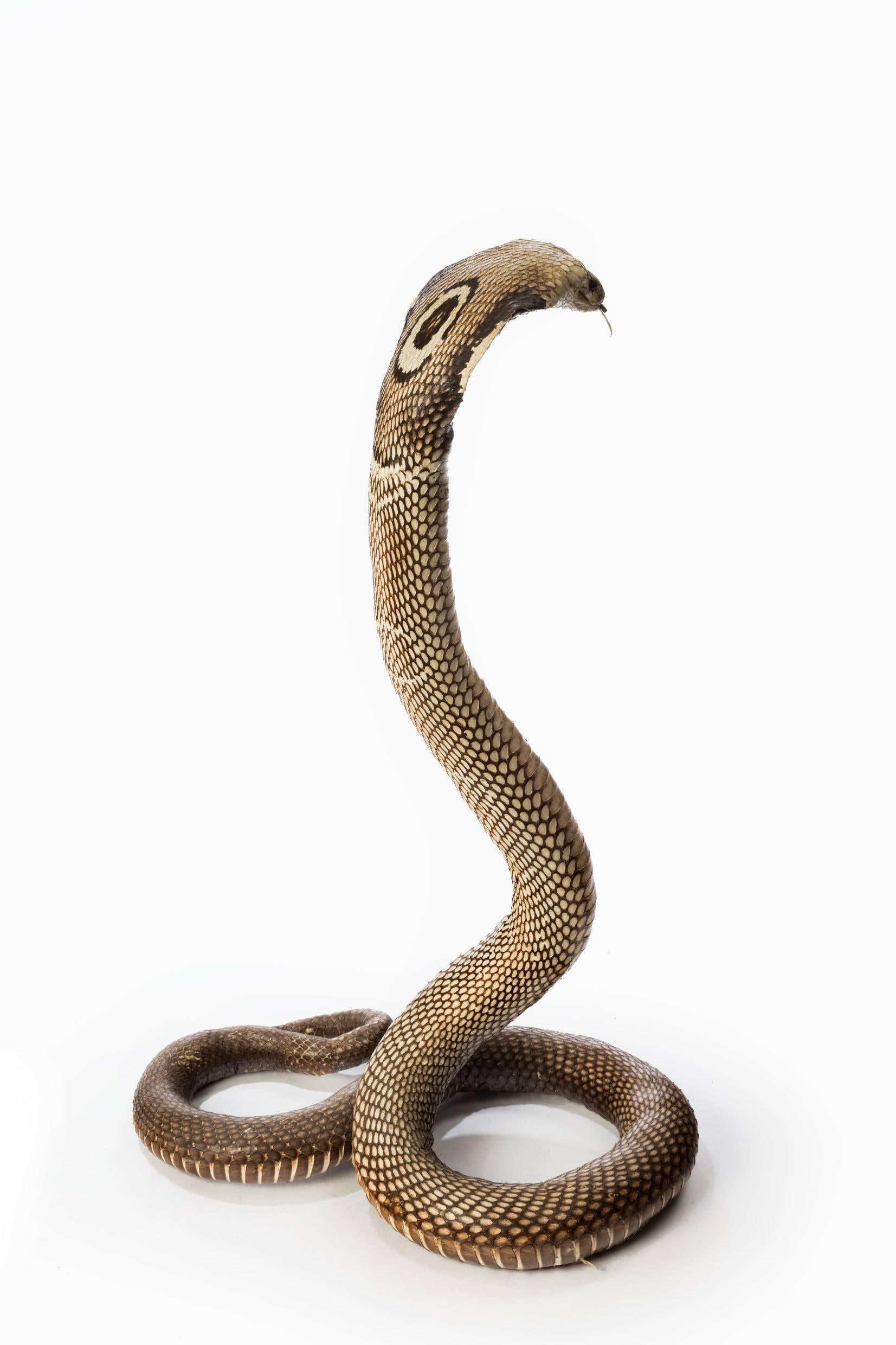 Victorian Antique Taxidermy Monocled Cobra