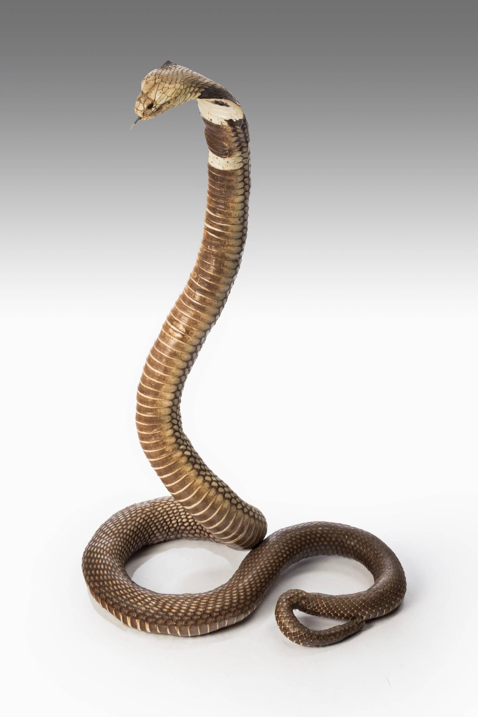 Antique Taxidermy Monocled Cobra In Excellent Condition In Benington, Herts