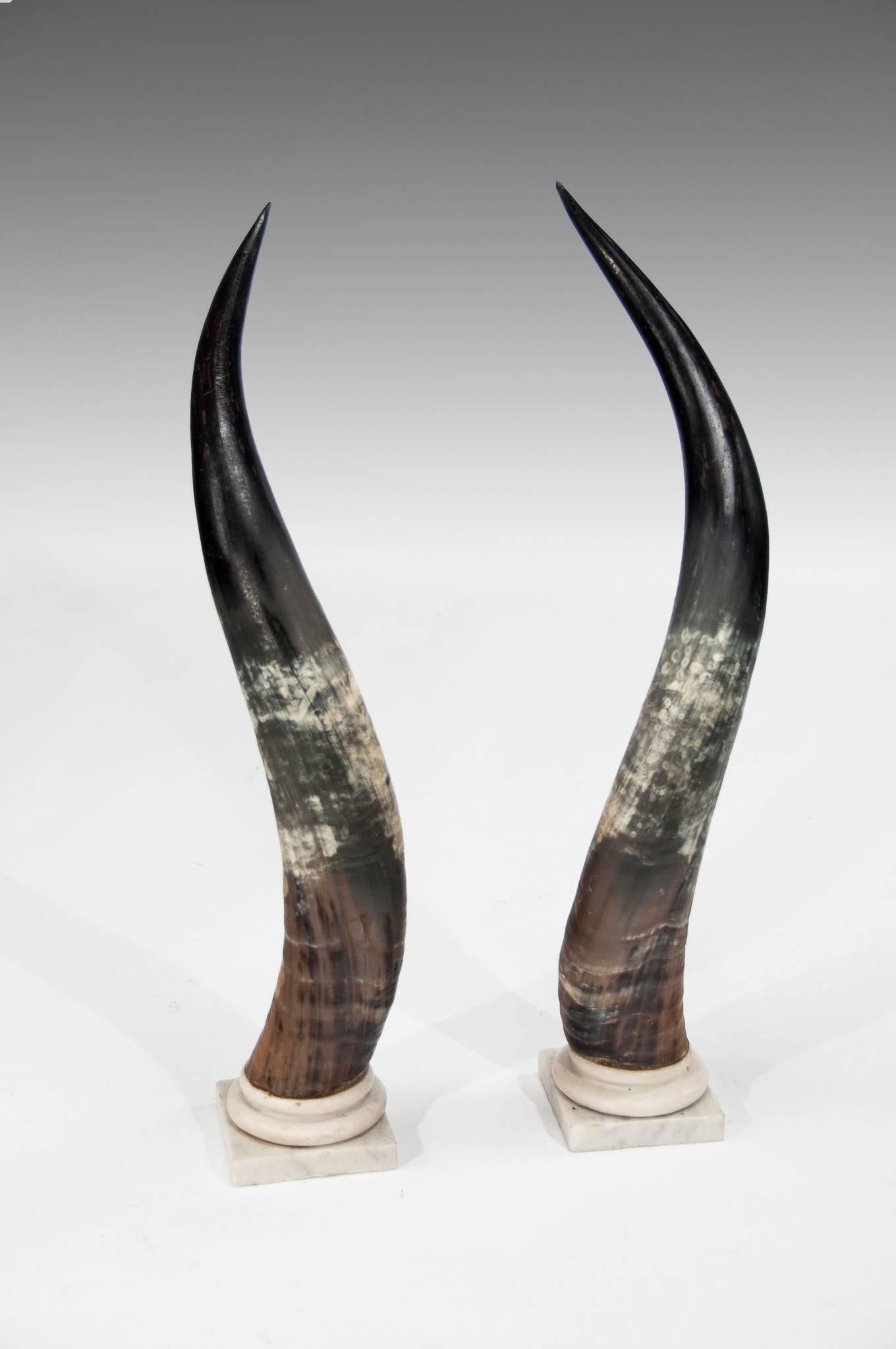 A very well shaped and decorative pair of marble mounted longhorn steer horns.
Of large proportions standing 64 cm high this pair of steer / bull horns date to circa 1900 and are in excellent condition without and splits or cracks. 
Very good