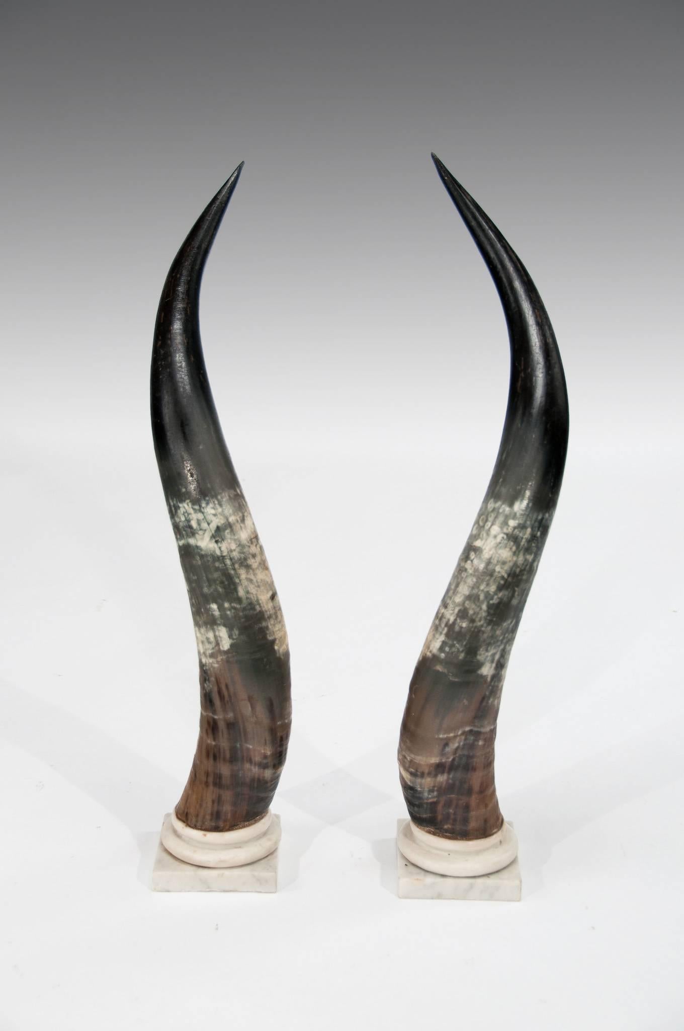 decorative bull horns