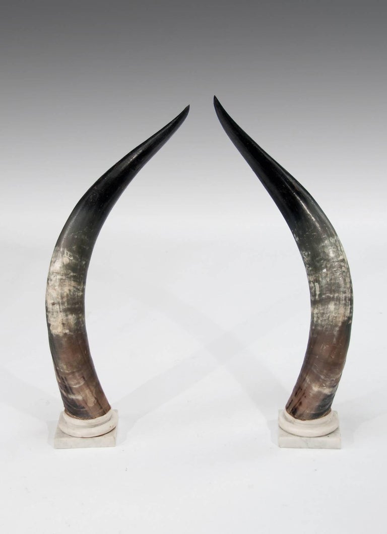 Large Decorative Pair of Antique Marble Mounted Longhorn Steer Horns at