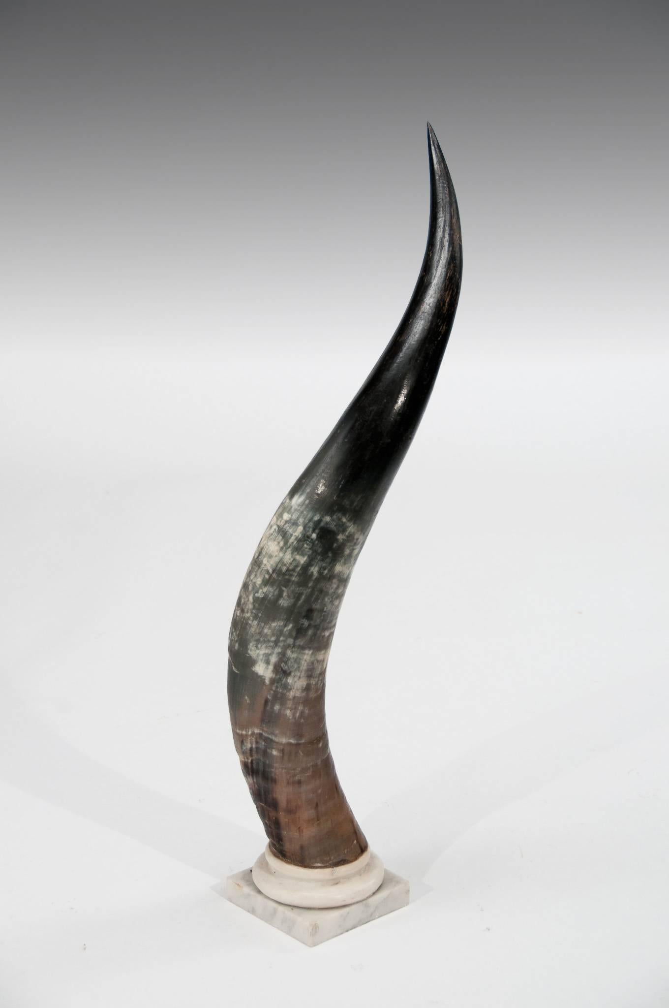 European Large Decorative Pair of Antique Marble Mounted Longhorn Steer Horns