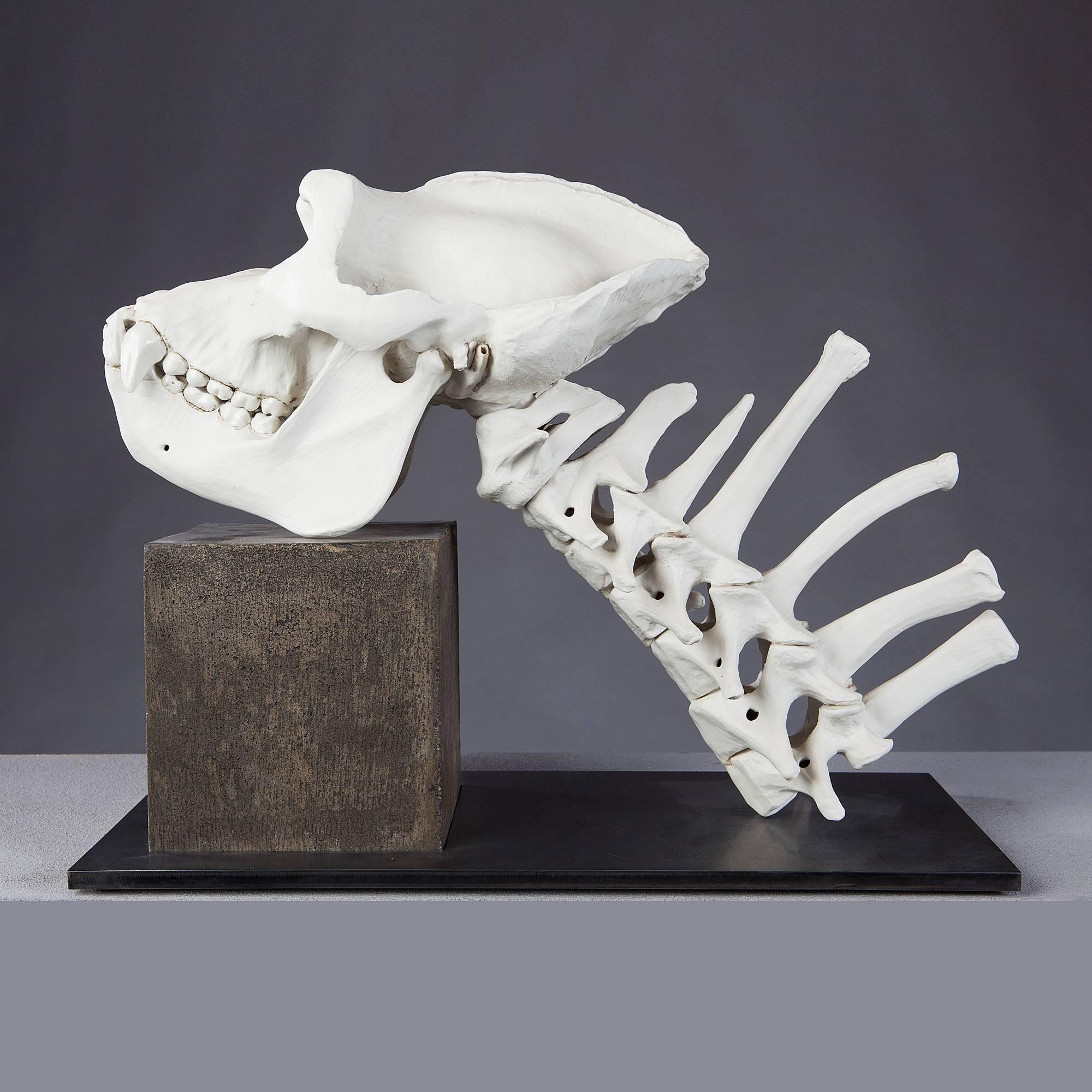 A fine biscuit porcelain gorilla skeleton naturalistically cast. 
James Webster 2014

Measures: Height 16in,
width 20in,
depth 9in.

Raised on a steel base and concrete plinth. The sculpture in two parts and each stamped No3 JBW '14.