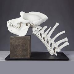 20th Century Biscuit Porcelain Gorilla Skeleton by James Webster