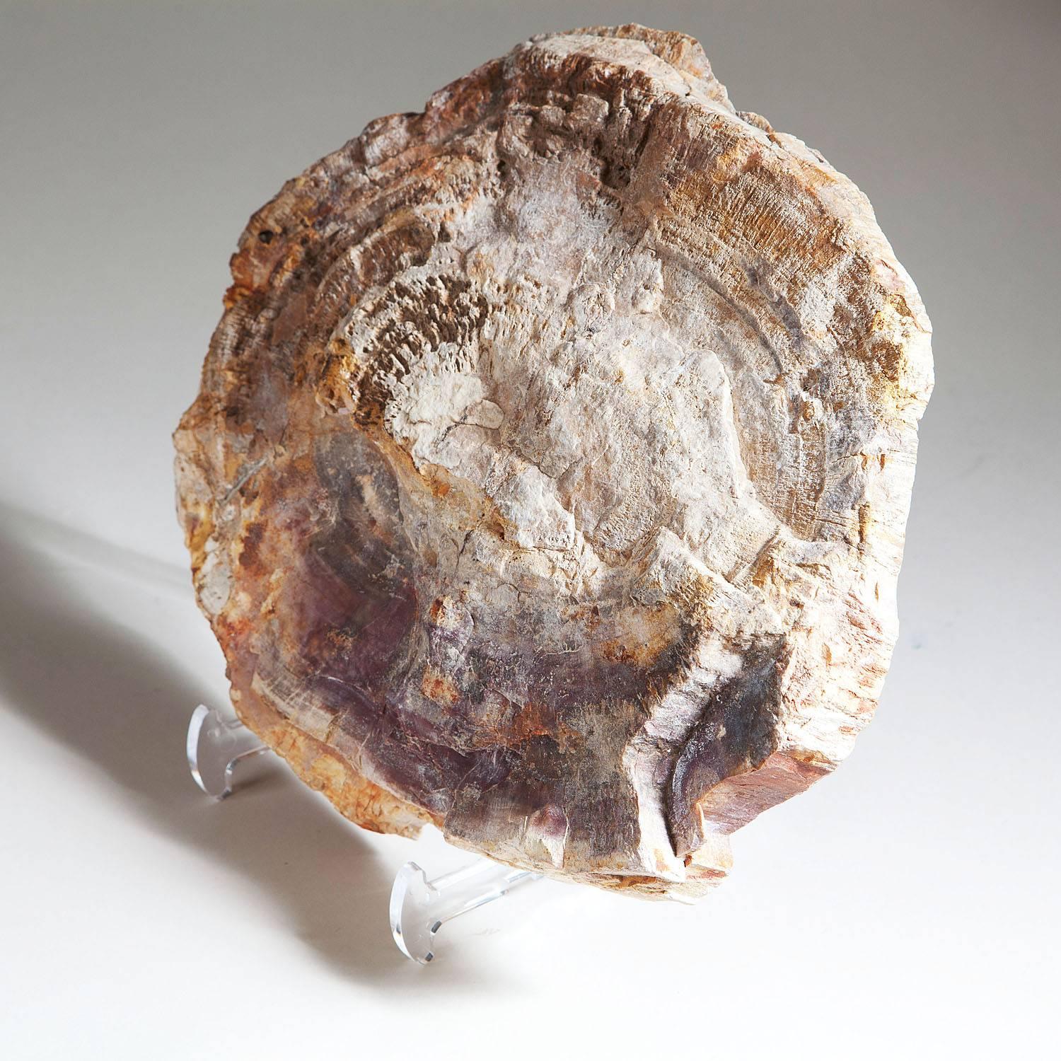 Fossile Baumstammscheibe aus Madagaskar. 

Maße: 25 cm.
29 cm.
5 cm.
     