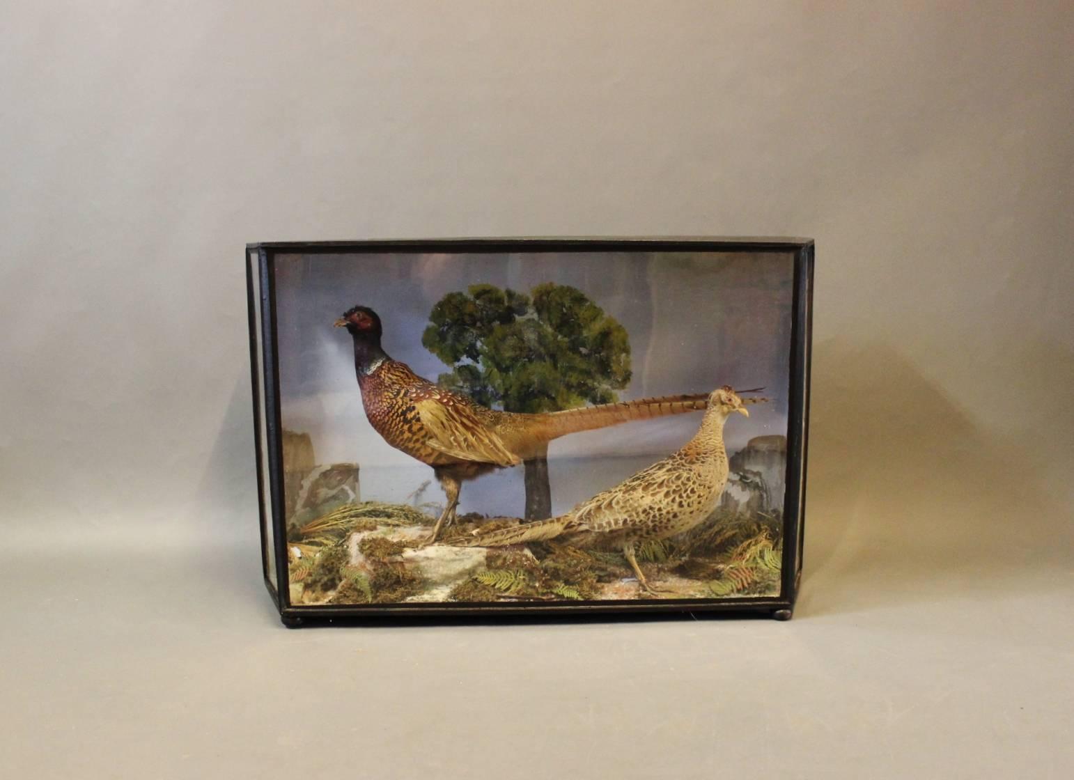 Cette vitrine décorative des années 1930 est une pièce d'exposition étonnante qui ajoute une touche d'élégance vintage à tout intérieur. Avec un couple de faisans taxidermisés, il capture la beauté de la nature sous une forme unique et