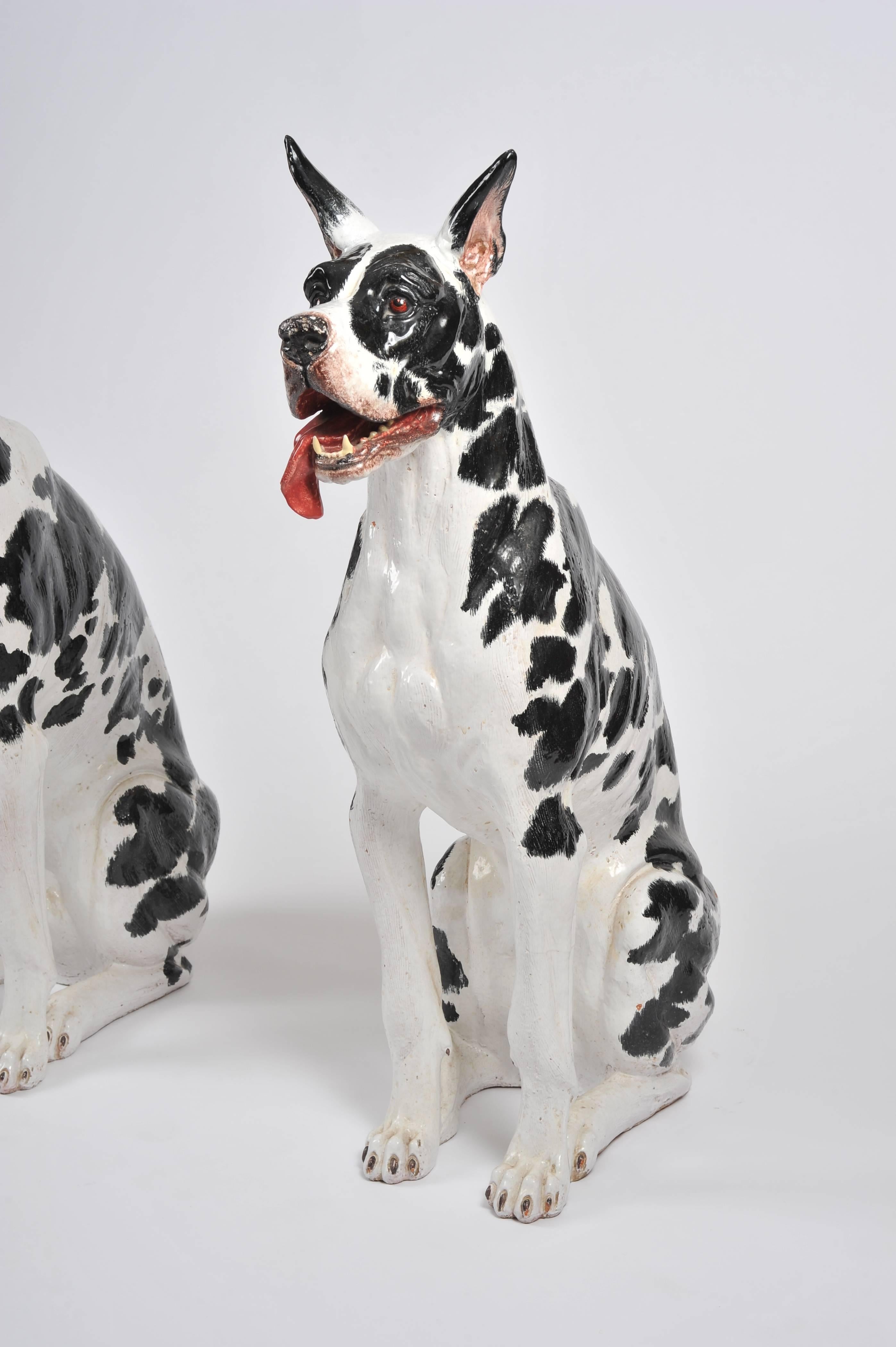 This beautiful and superb pair of mid-20th century black and white Italian Great Danes are Sanremo designs and stamped on the bottom of each dog. These life sized animals are wonderfully detailed and hand painted, with glass eyes. Each dog measures