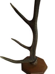 French 1930s Stag Antler Coat Stand