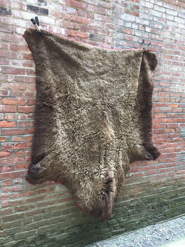 Early 1910s Buffalo Hide Rug For Sale at 1stDibs