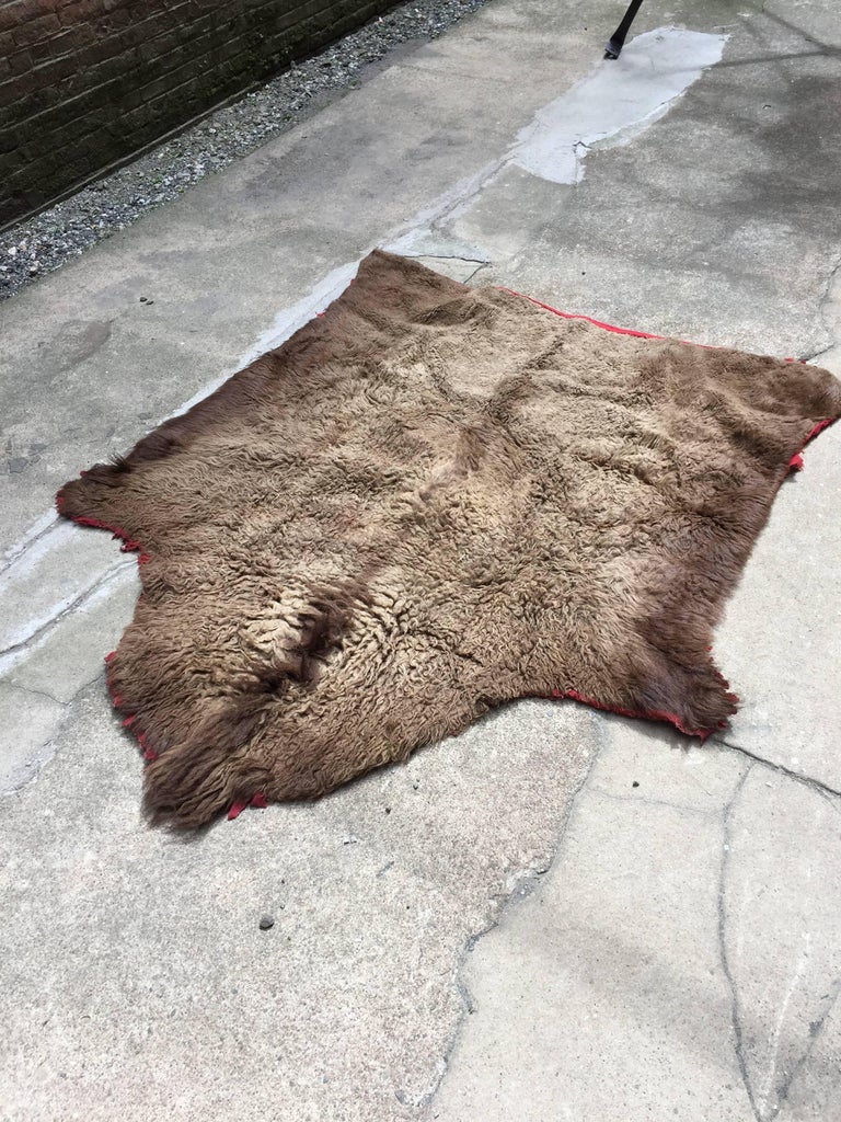 Early 1910s Buffalo Hide Rug For Sale at 1stDibs