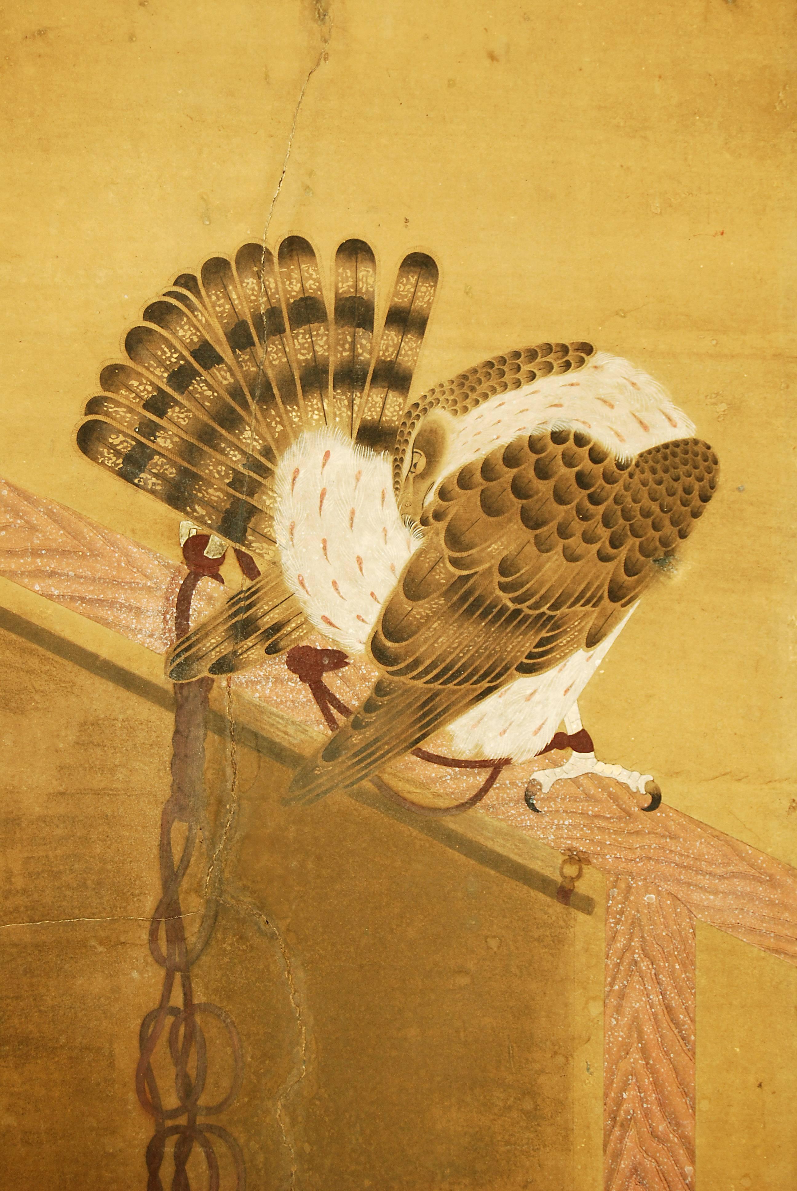 japanese hawks