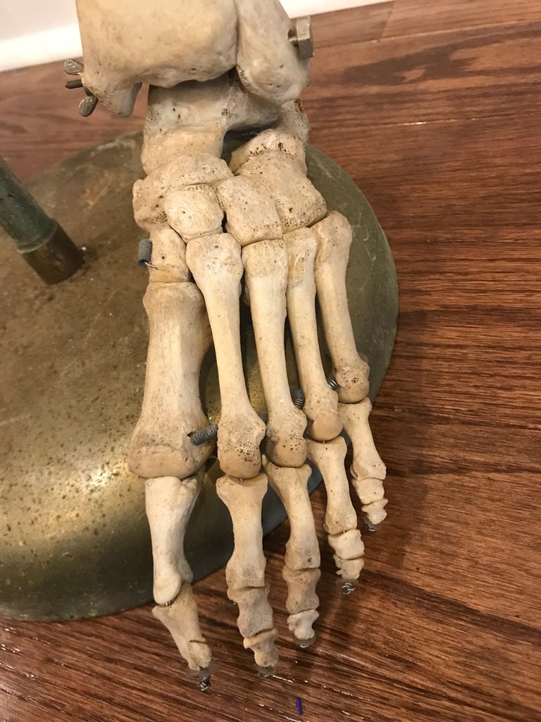 Real Human Skeleton of Articulating Lower Extremities Leg and Foot