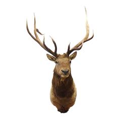Monumental 14 Point Bull Elk Taxidermy Should Mount