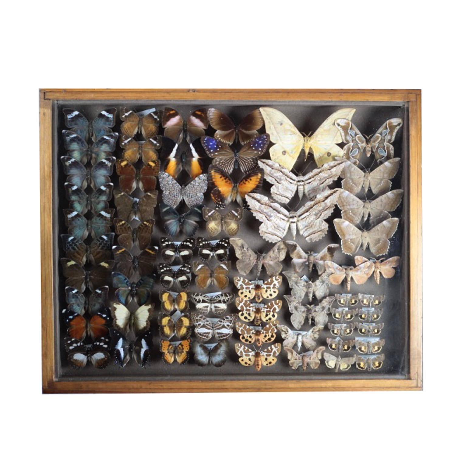 Three antique collector's cases from Belgium filled with European and tropical butterflies and moths. Each specimen is listed with it's collection data and species name, circa 1968-2005. Acquired from a museum collection in Belgium. 
Each is