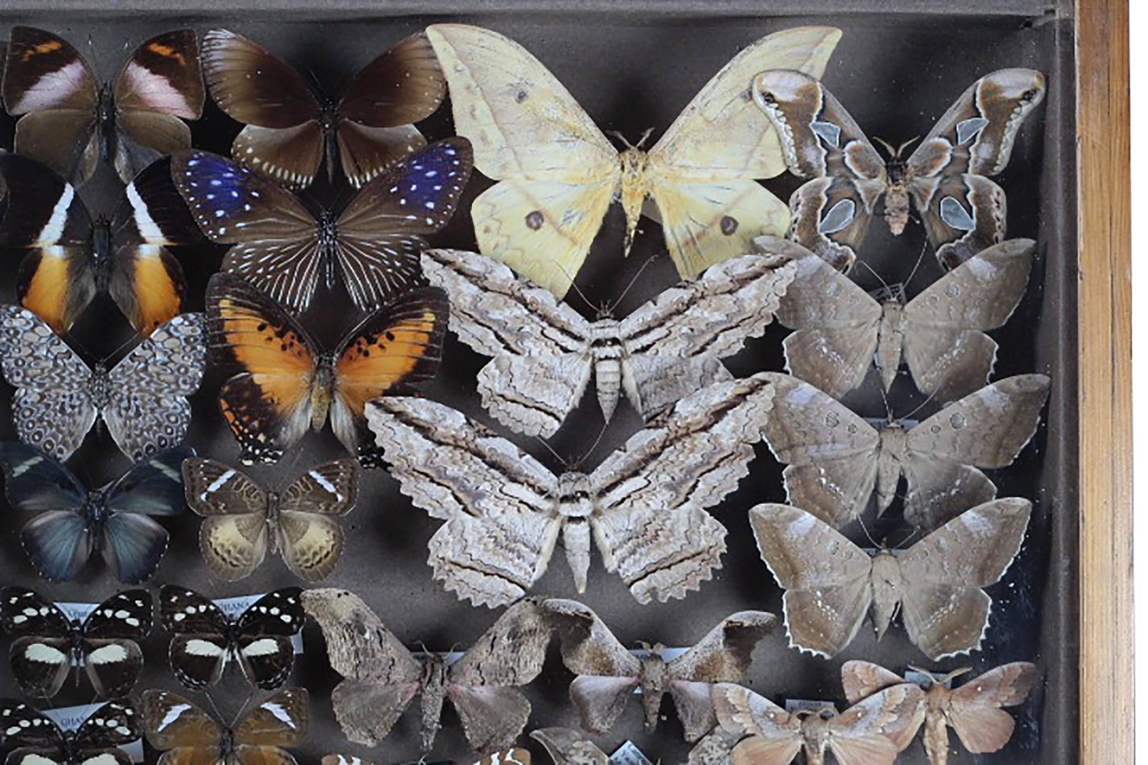 Antique Collector's Cases of European and Tropical Butterflies and Moths 4