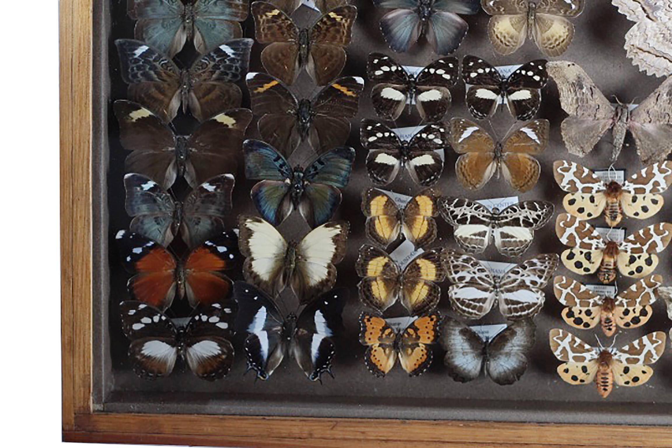 20th Century Antique Collector's Cases of European and Tropical Butterflies and Moths