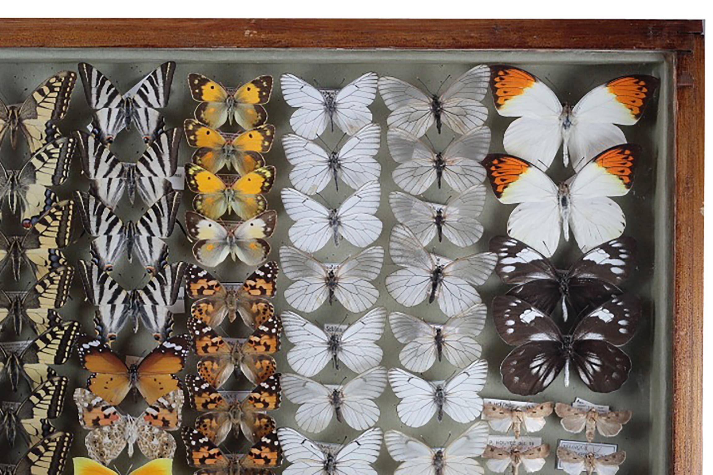 Antique Collector's Cases of European and Tropical Butterflies and Moths 2