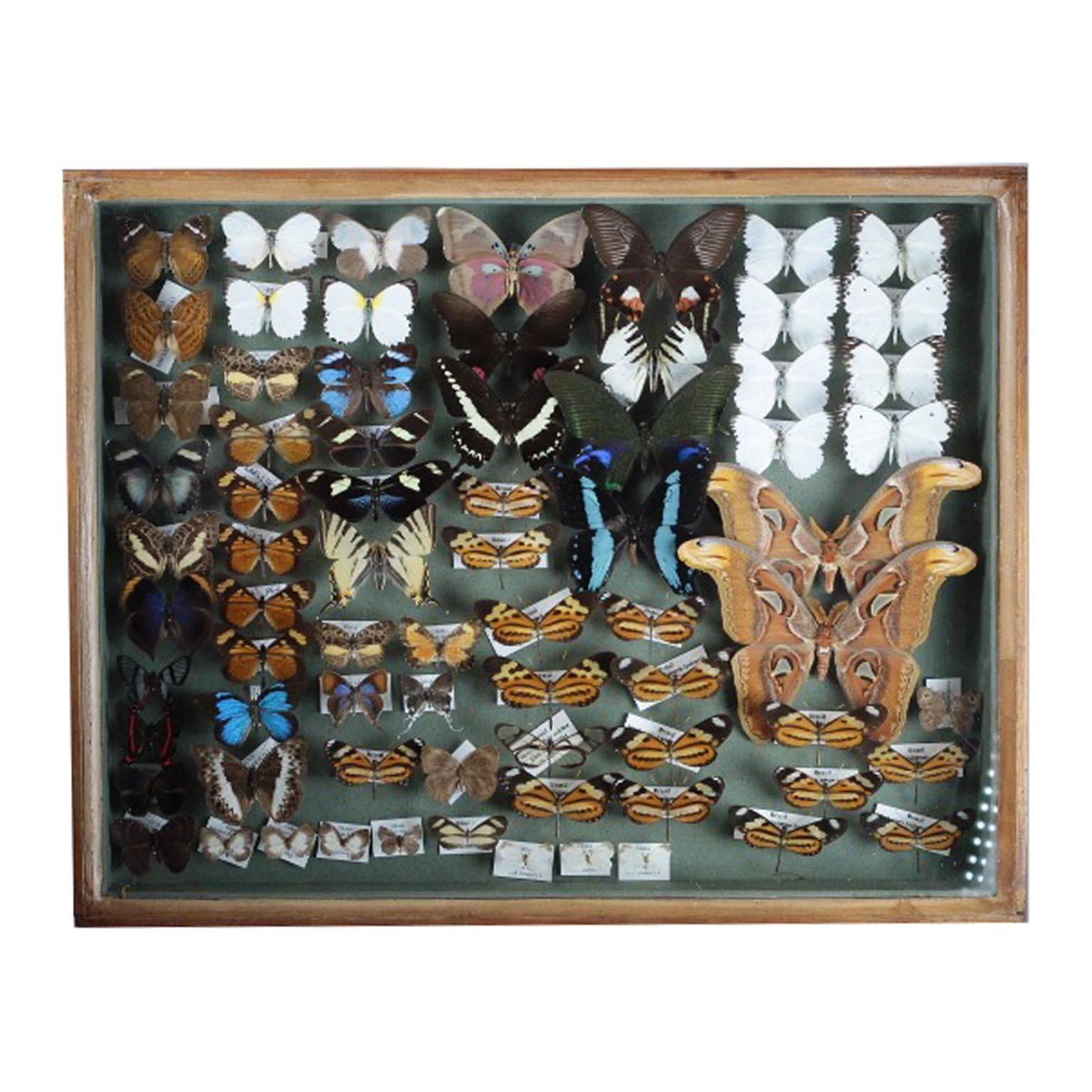 Antique Collector's Cases of European and Tropical Butterflies and Moths In Excellent Condition In San Francisco, CA