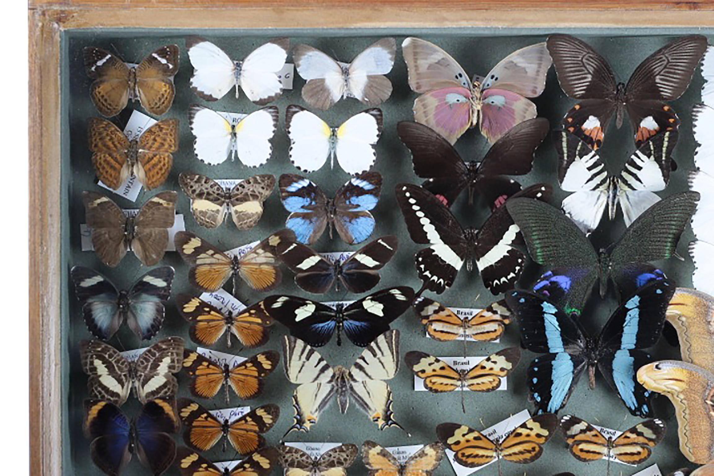 Antique Collector's Cases of European and Tropical Butterflies and Moths 3