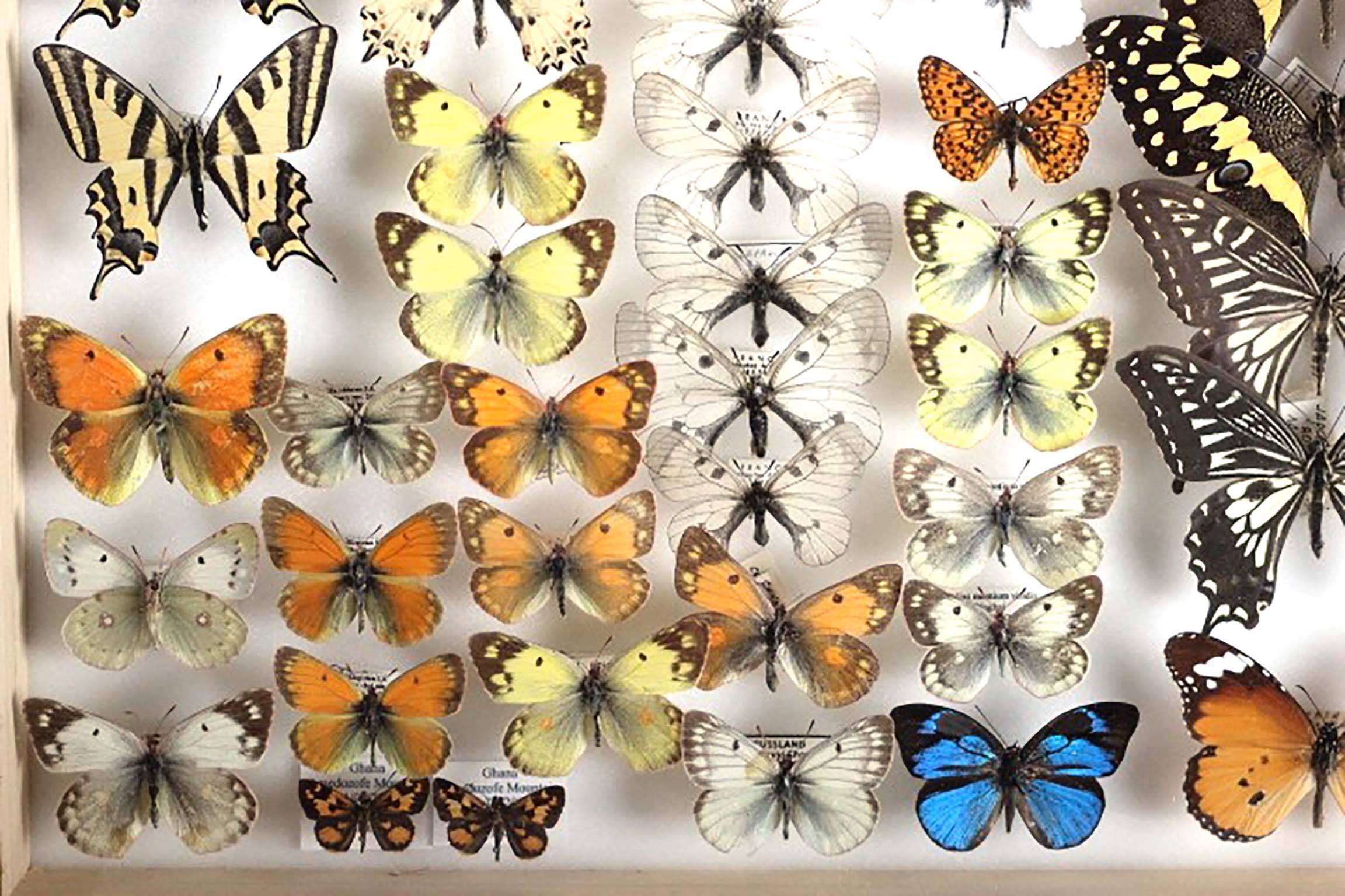 Pair of Vintage Belgian Museum Butterfly Collection 3