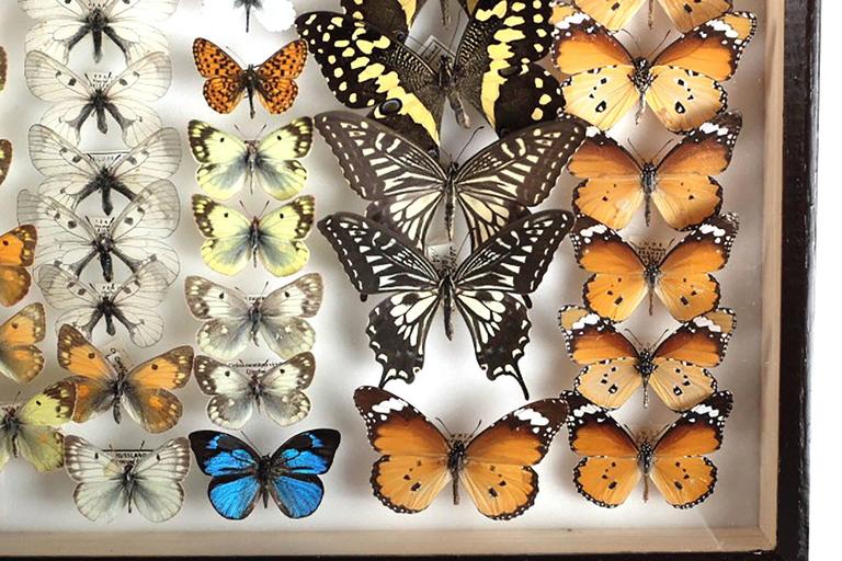 Pair of Vintage Belgian Museum Butterfly Collection For Sale at 1stDibs